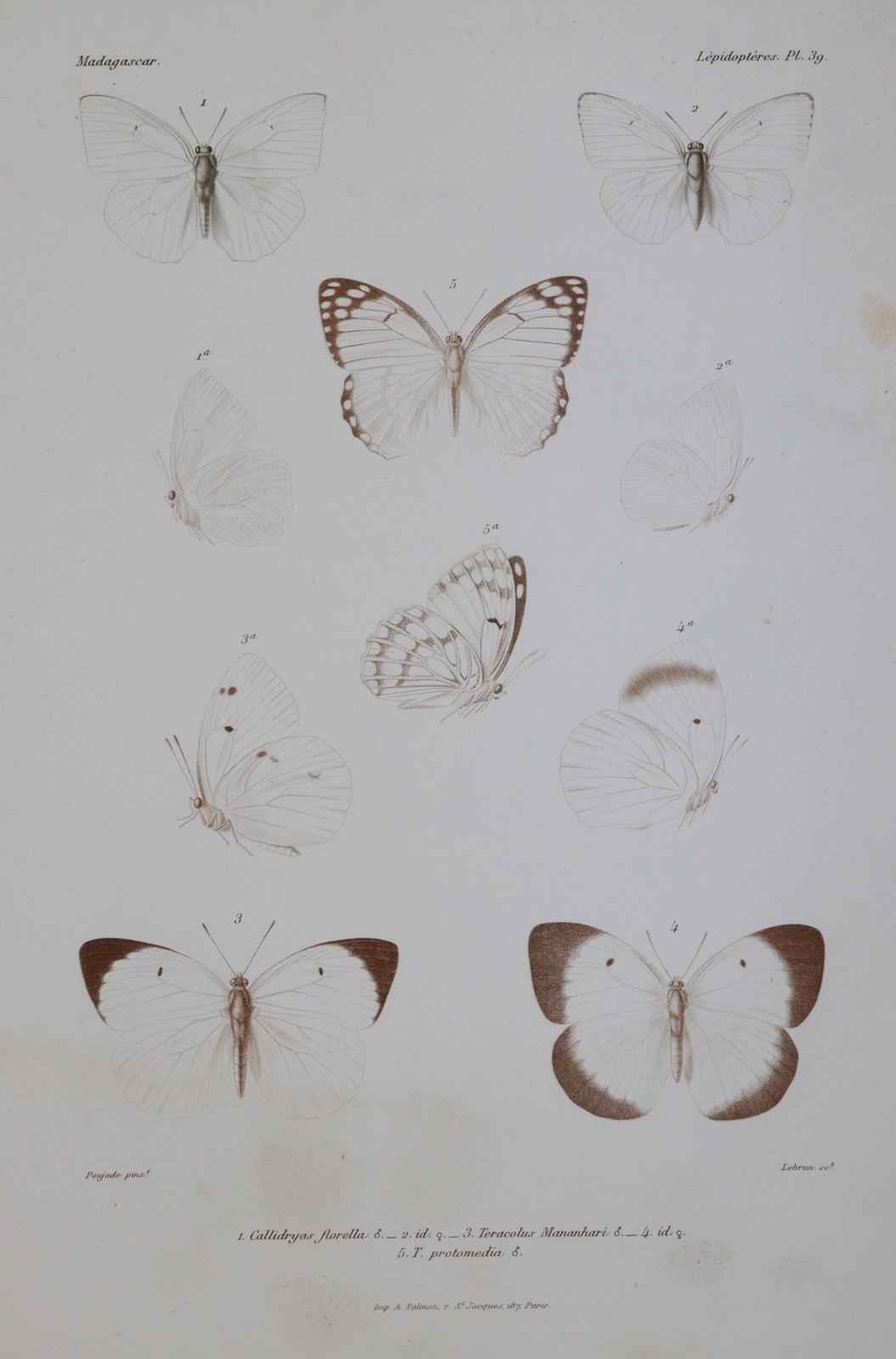 Mabille,P. | Bild Nr.4