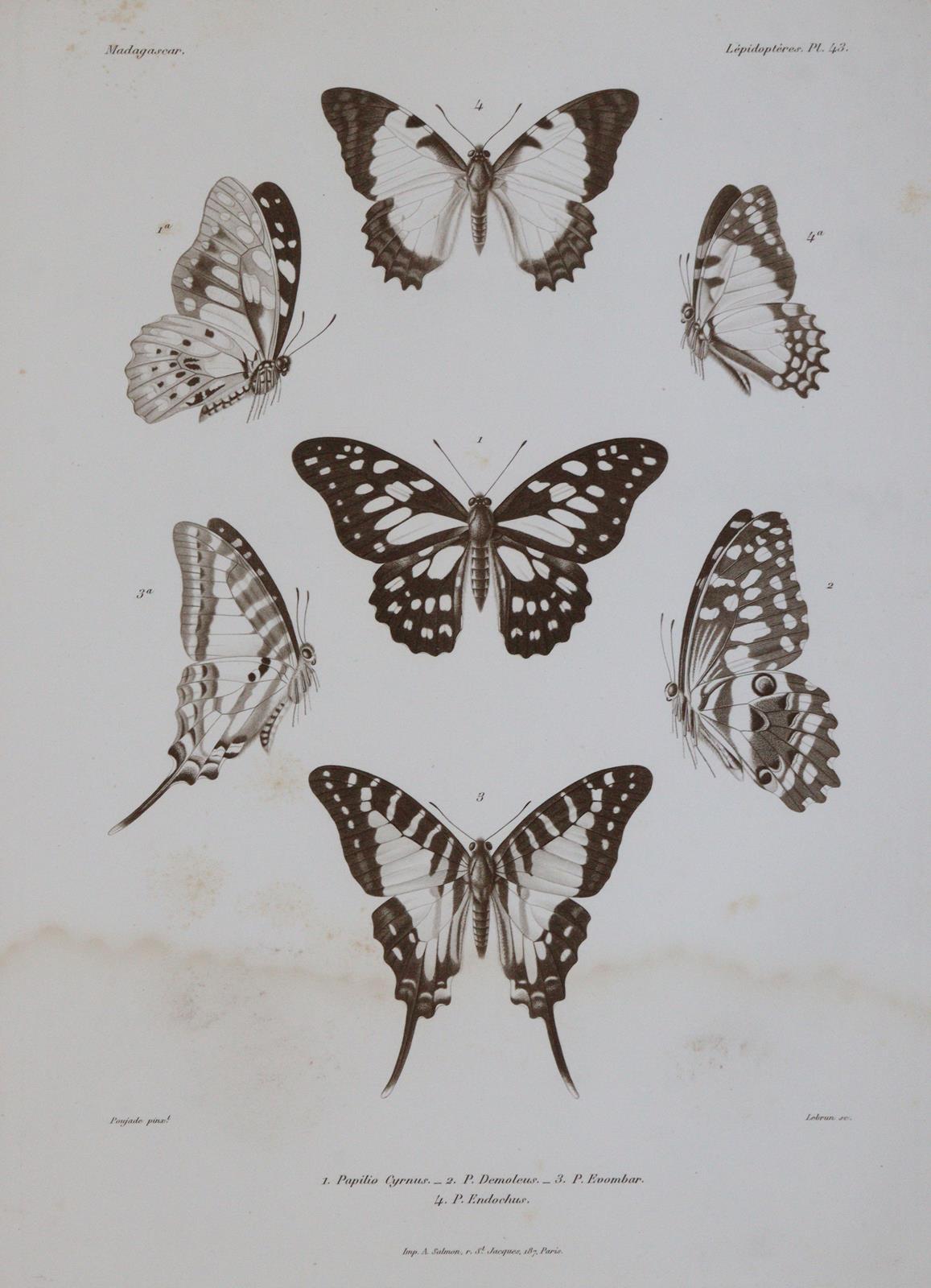 Mabille,P. | Bild Nr.5