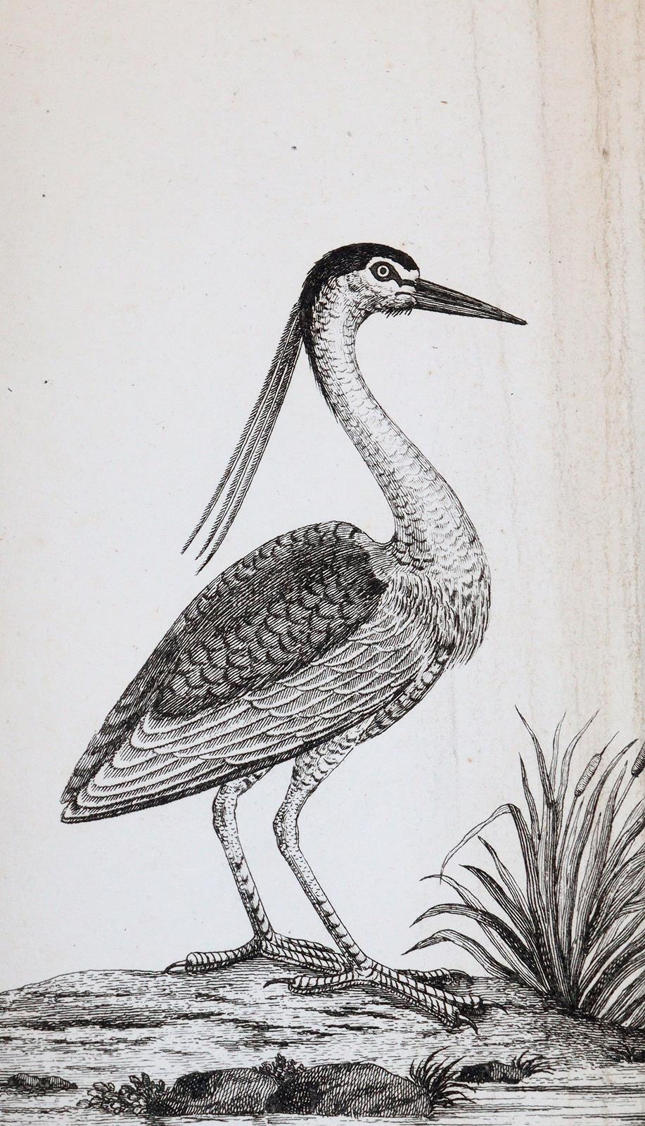 Bechstein,J.M. | Bild Nr.3