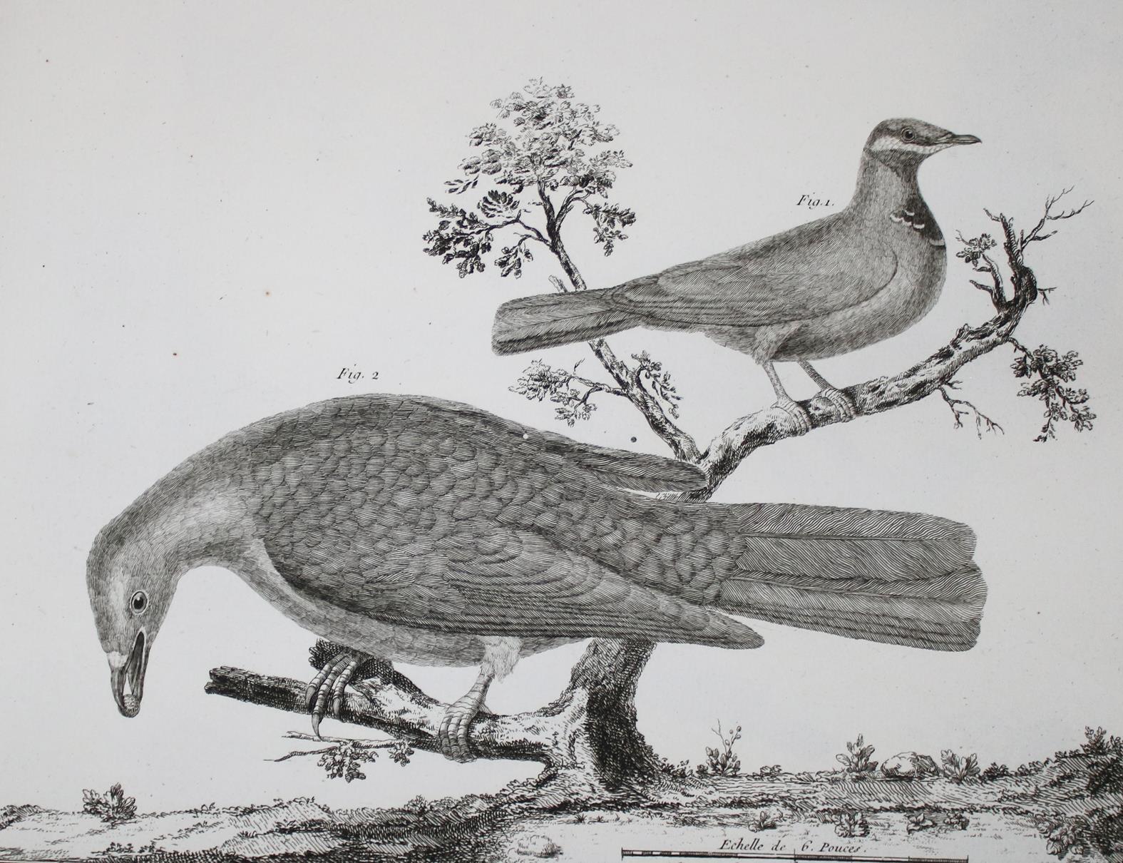 Brisson,(M.J.). | Bild Nr.2