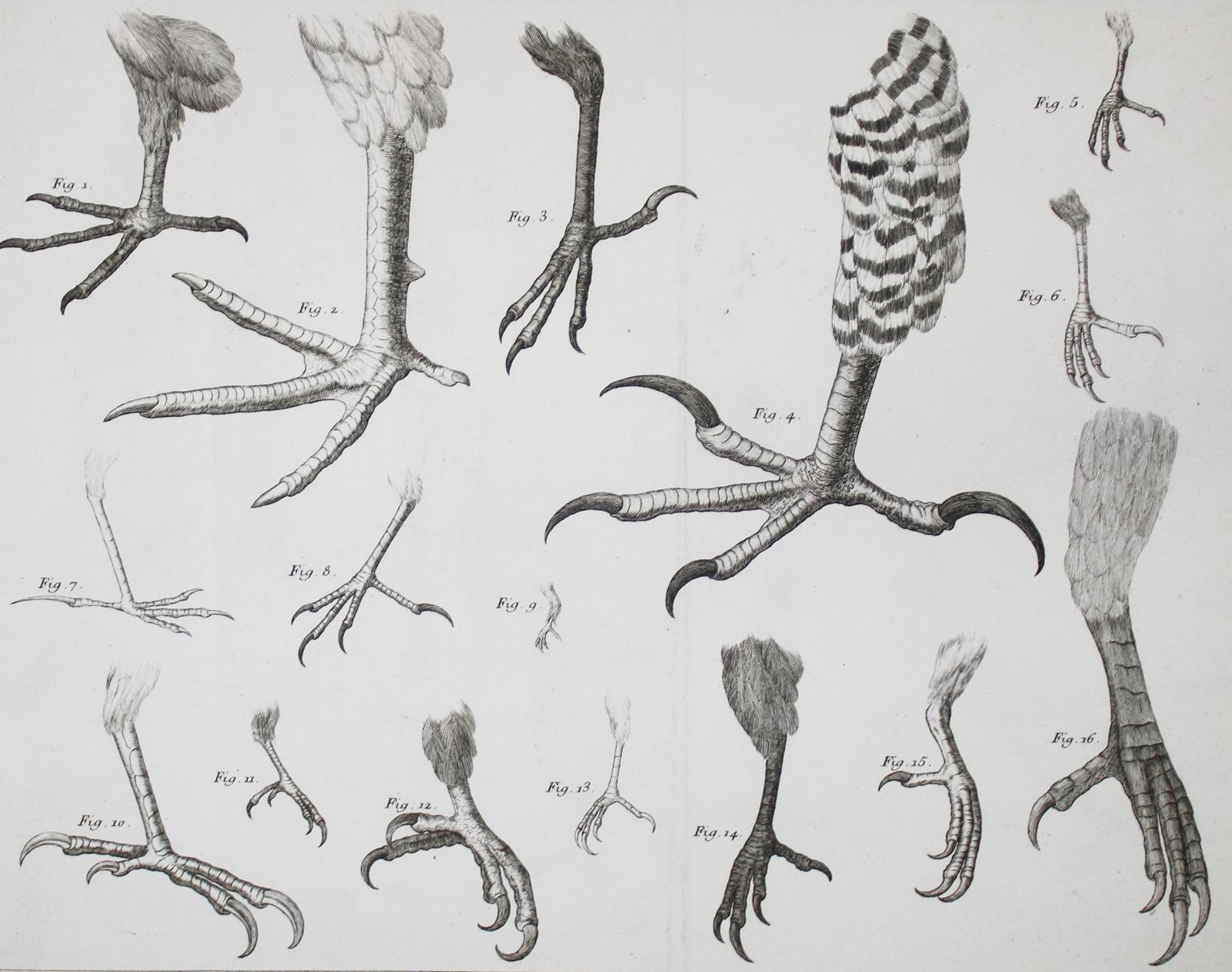 Brisson,(M.J.). | Bild Nr.5