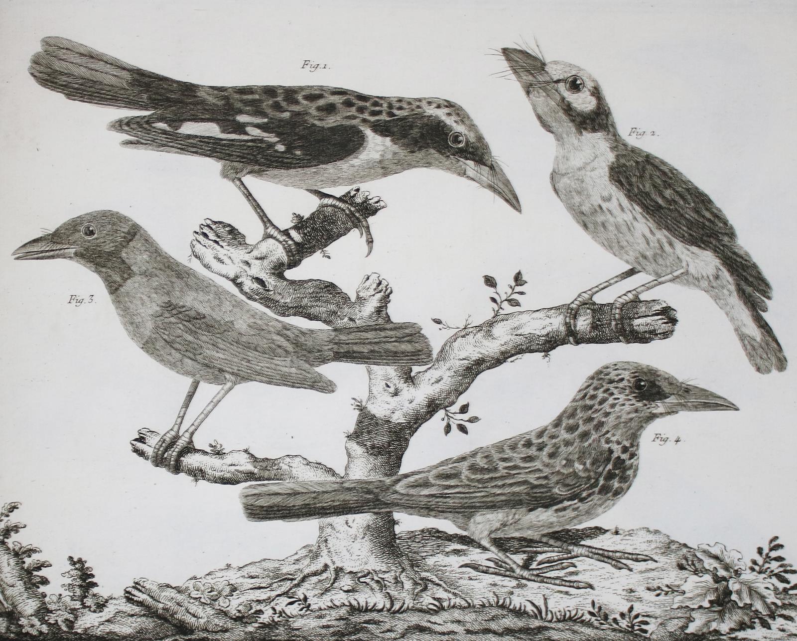 Brisson,(M.J.). | Bild Nr.8