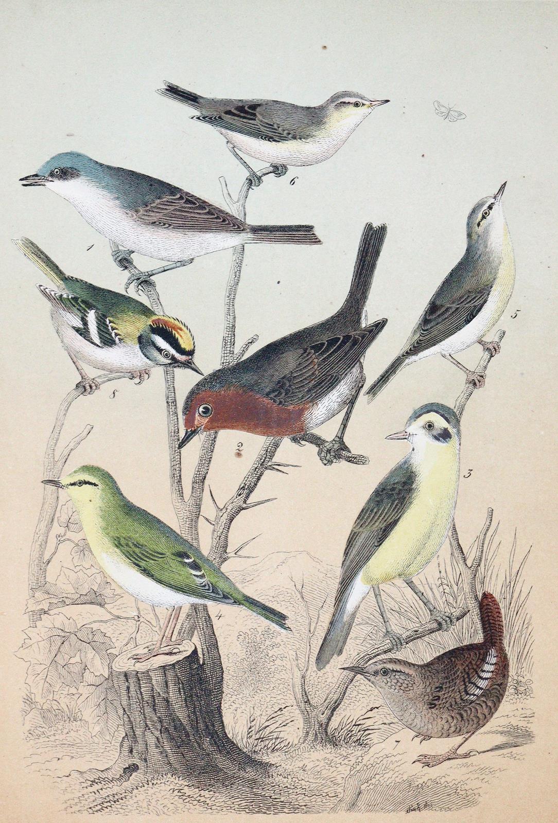 Friderich,C.B. | Bild Nr.3