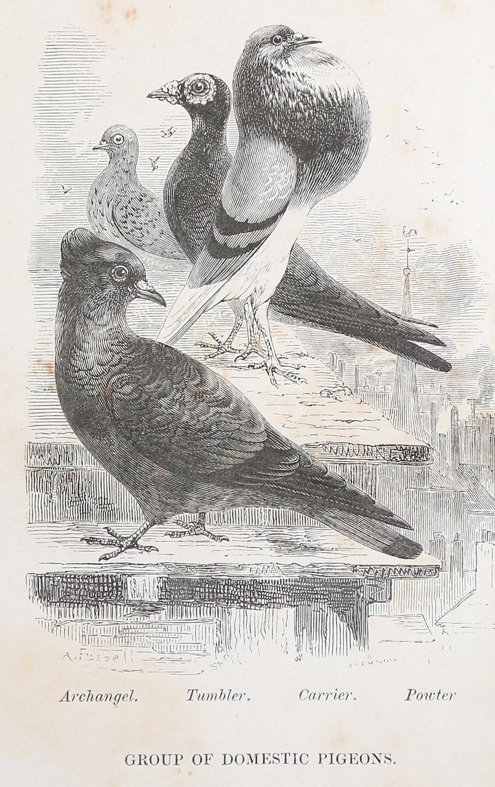 Dixon,E.S. | Bild Nr.2