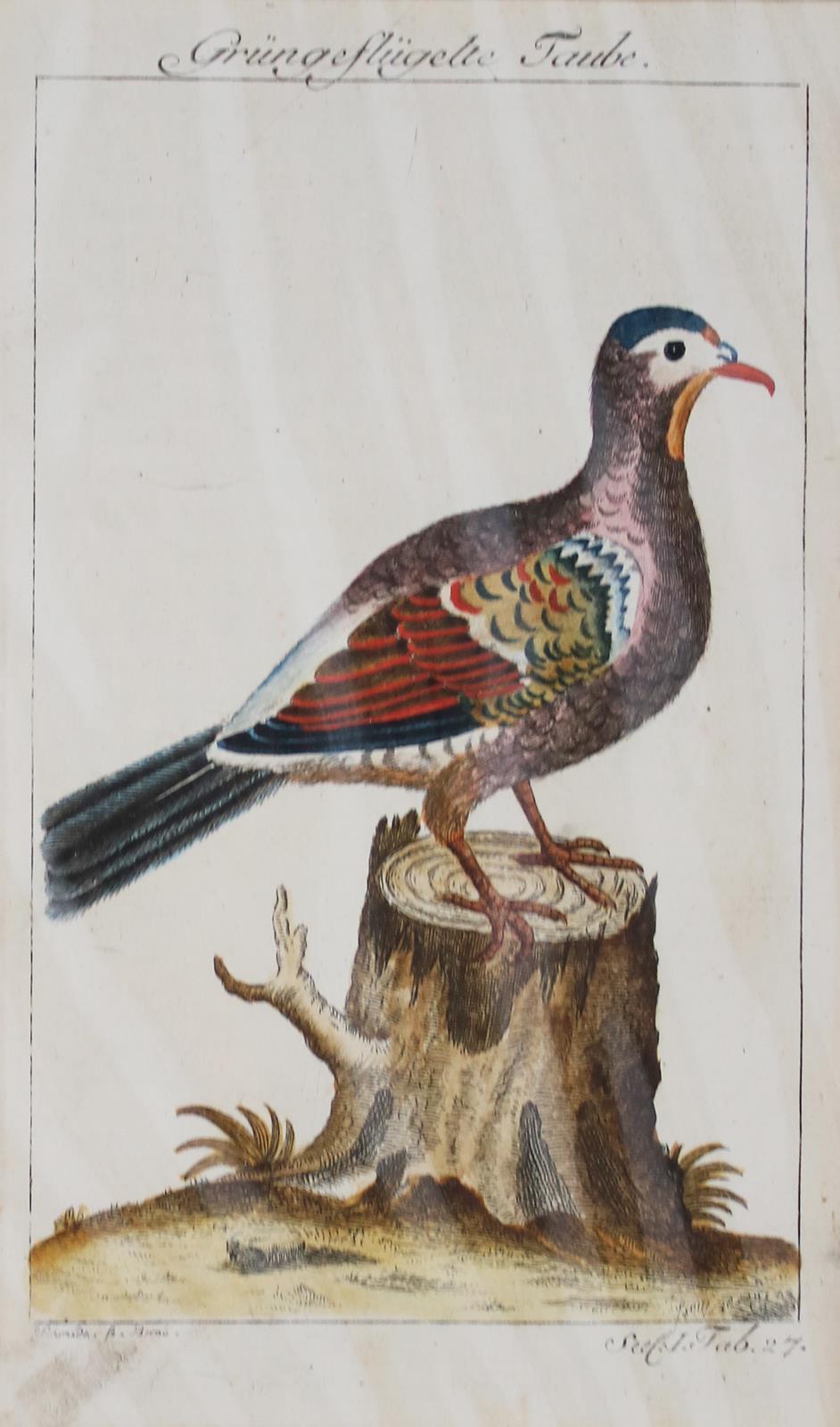 Russische Tümmler. | Bild Nr.2