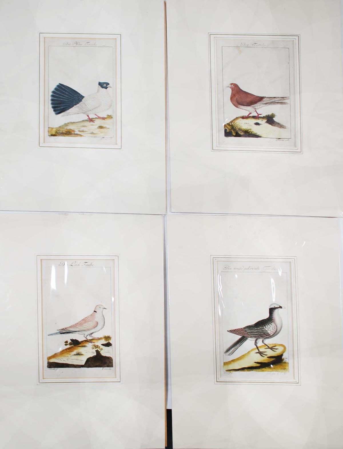 Russische Tümmler. | Bild Nr.3