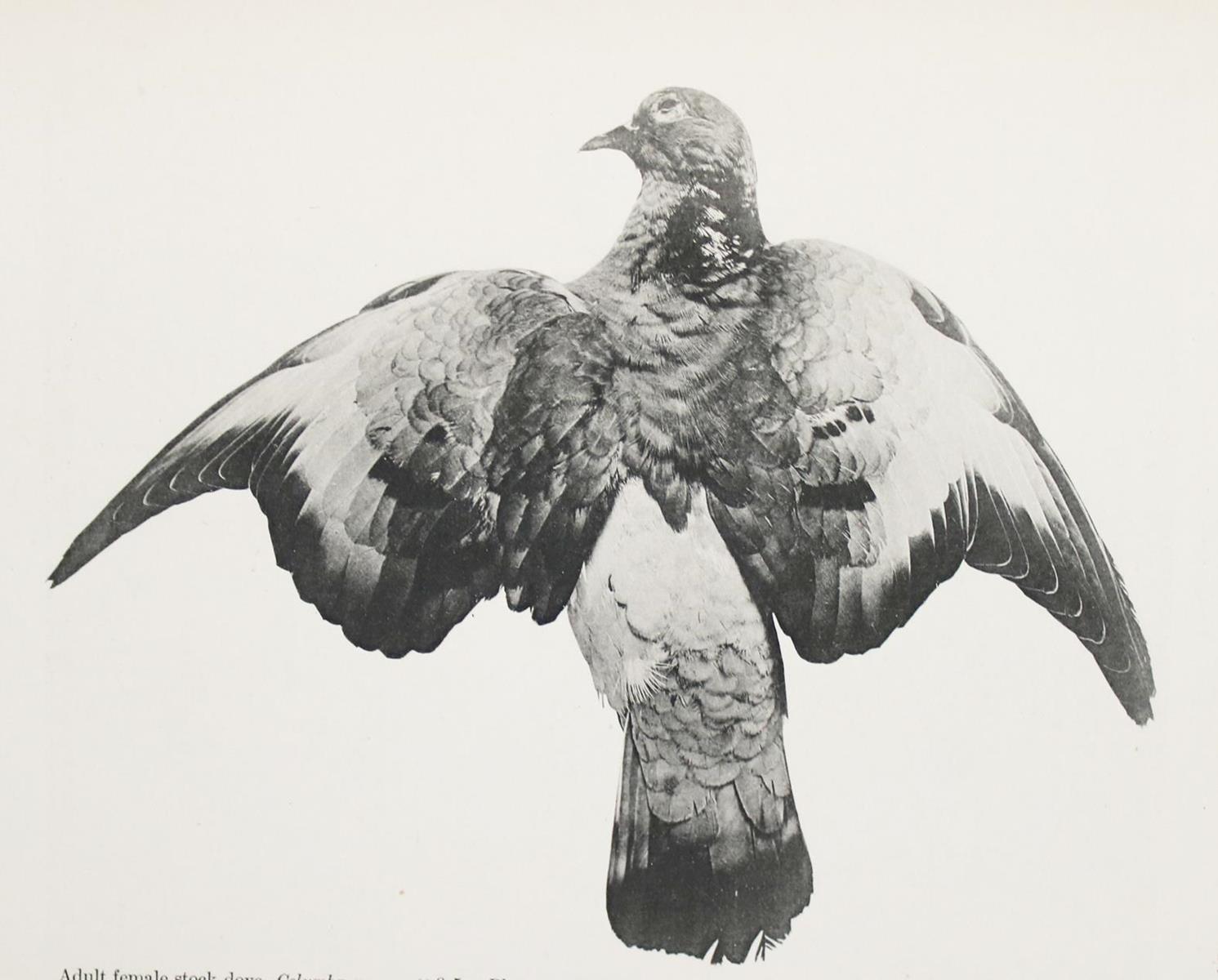 Whithman,Ch.O. | Bild Nr.2