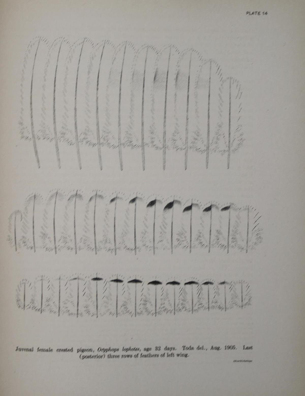 Whithman,Ch.O. | Bild Nr.3