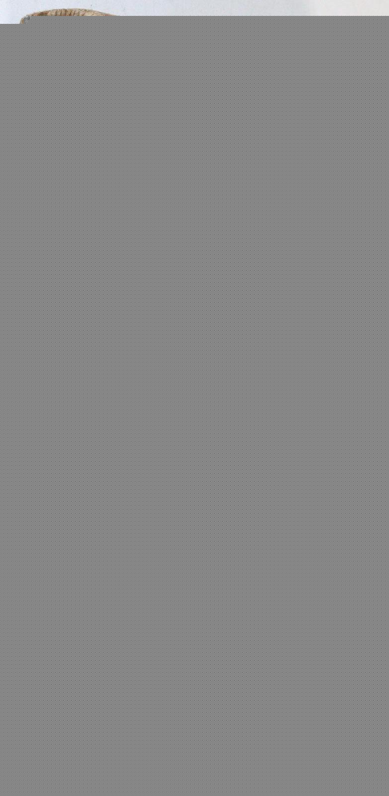 Gerlach,F.W. | Bild Nr.2