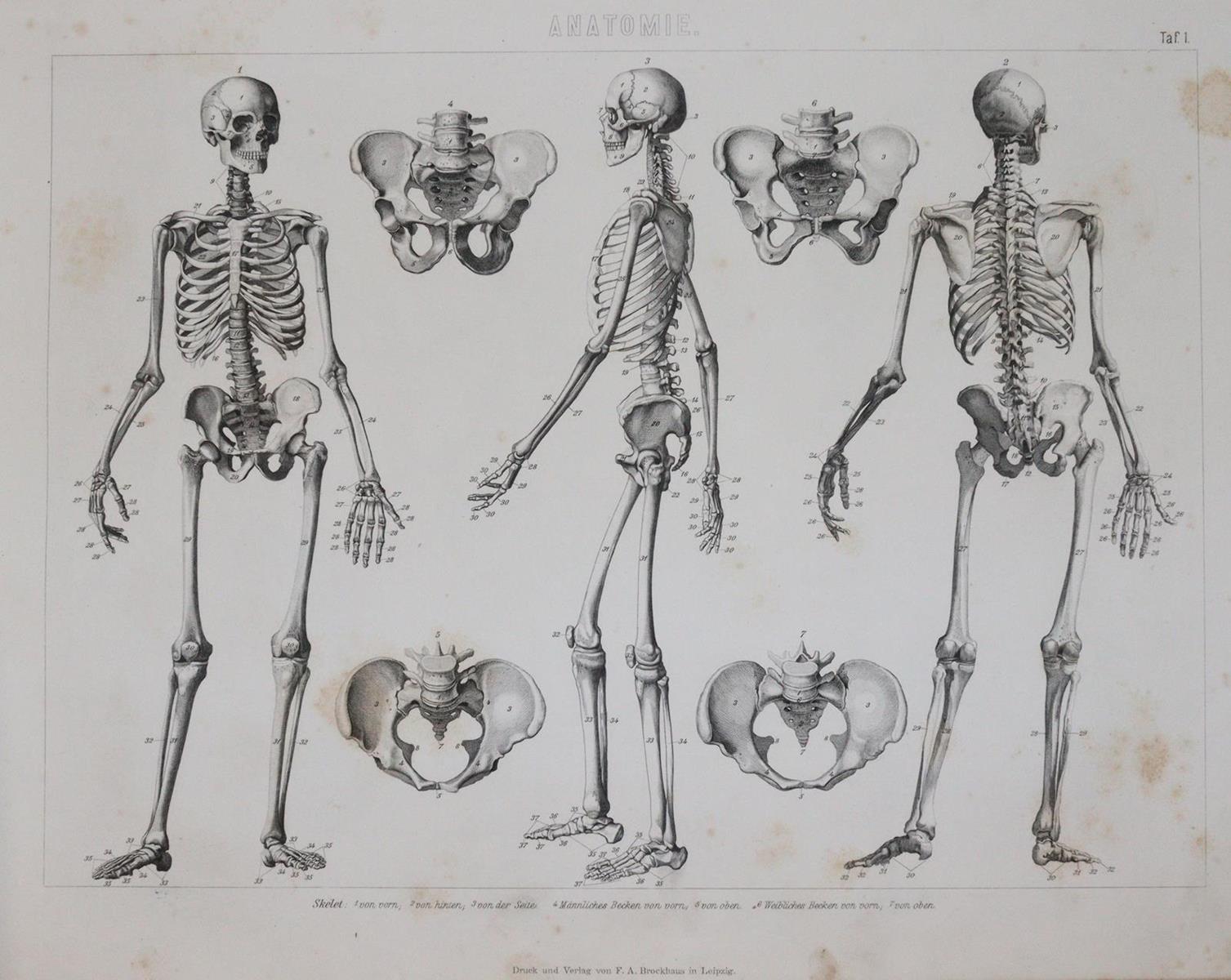 Bilder-Atlas. | Bild Nr.7