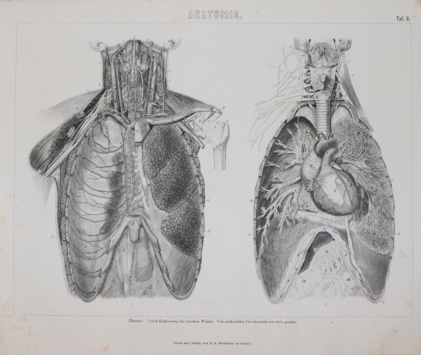 Bilder-Atlas. | Bild Nr.8