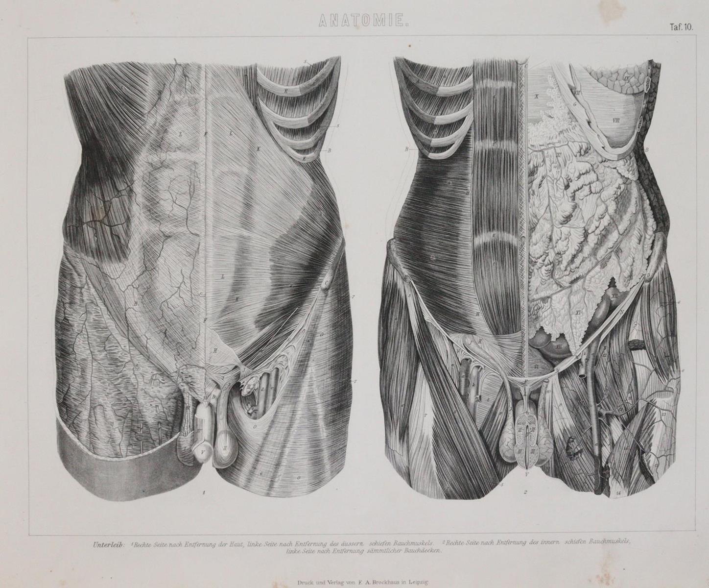Bilder-Atlas. | Bild Nr.9