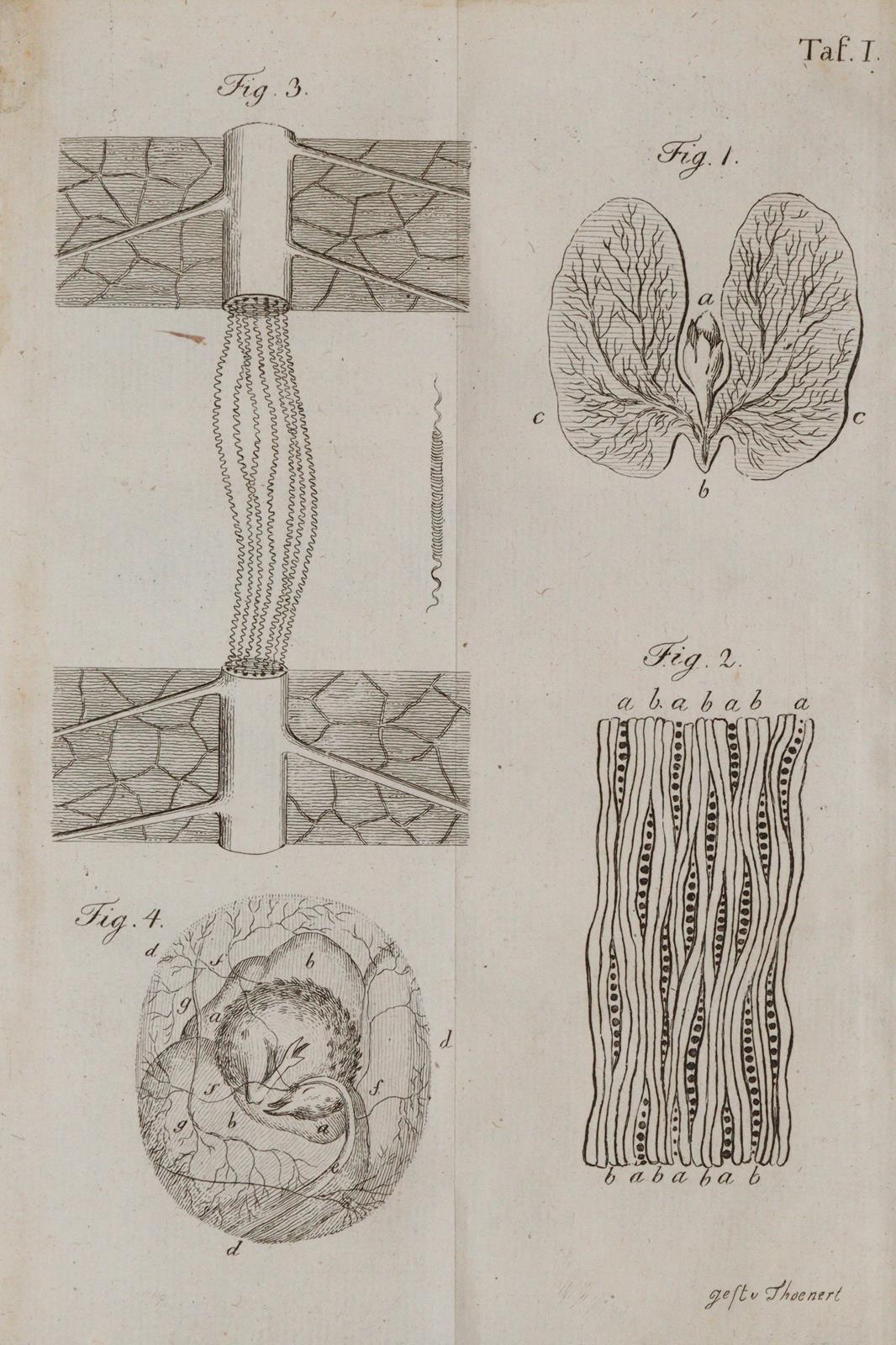 Darwin,E. | Bild Nr.3