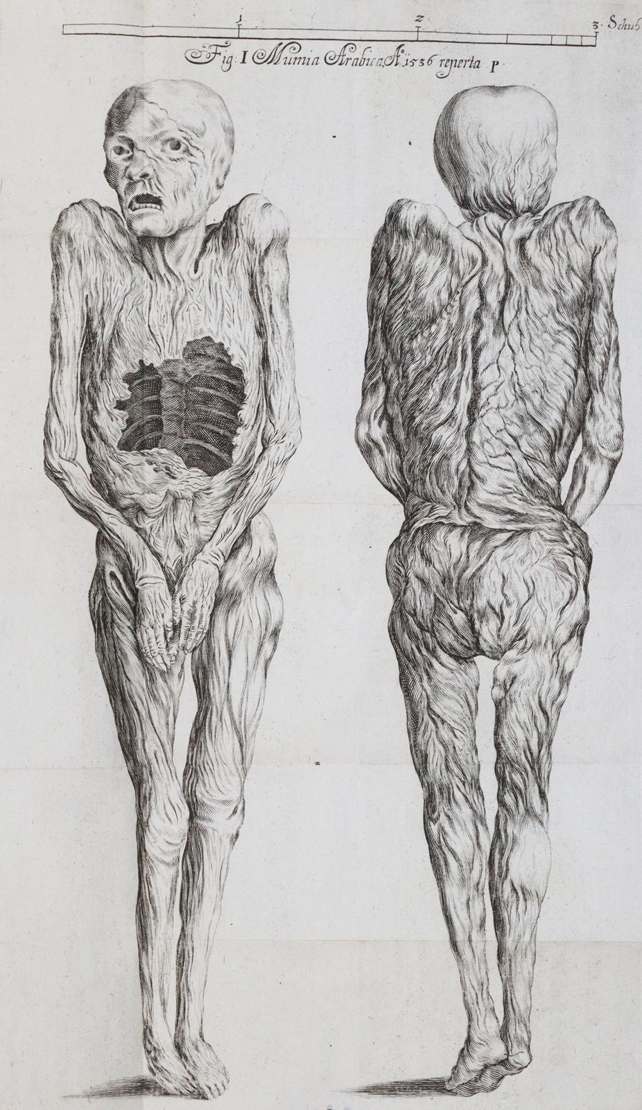 Exoticophylacium Weickmannium | Bild Nr.1