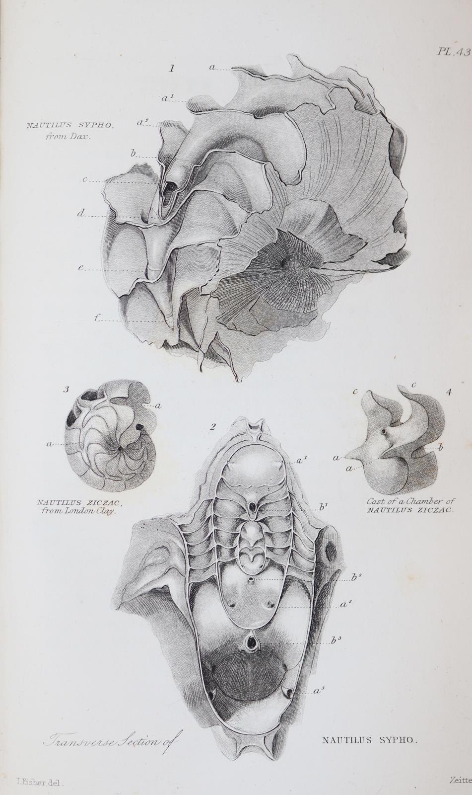 Buckland,W. | Bild Nr.4