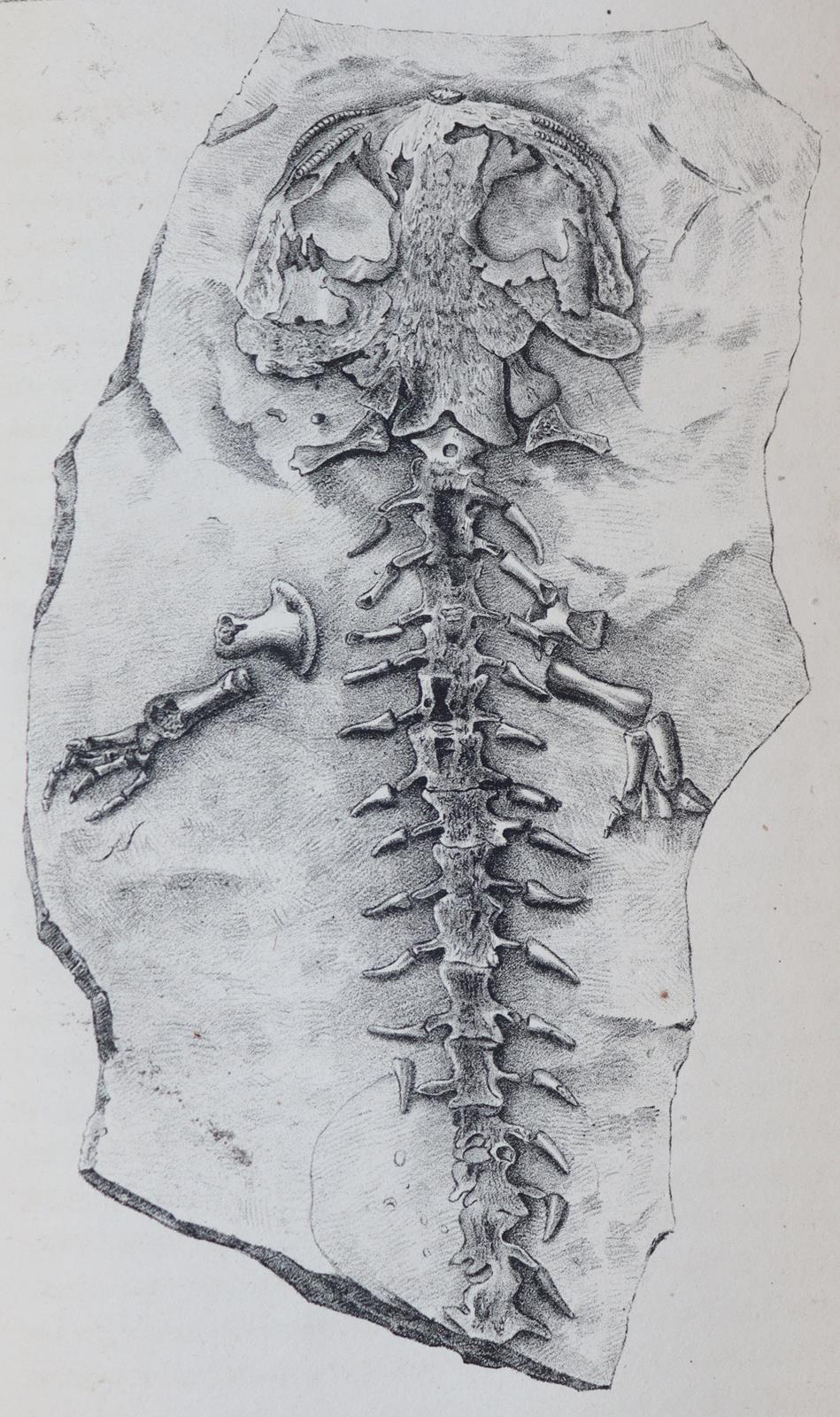 Leonhard,K.C.v. | Bild Nr.5