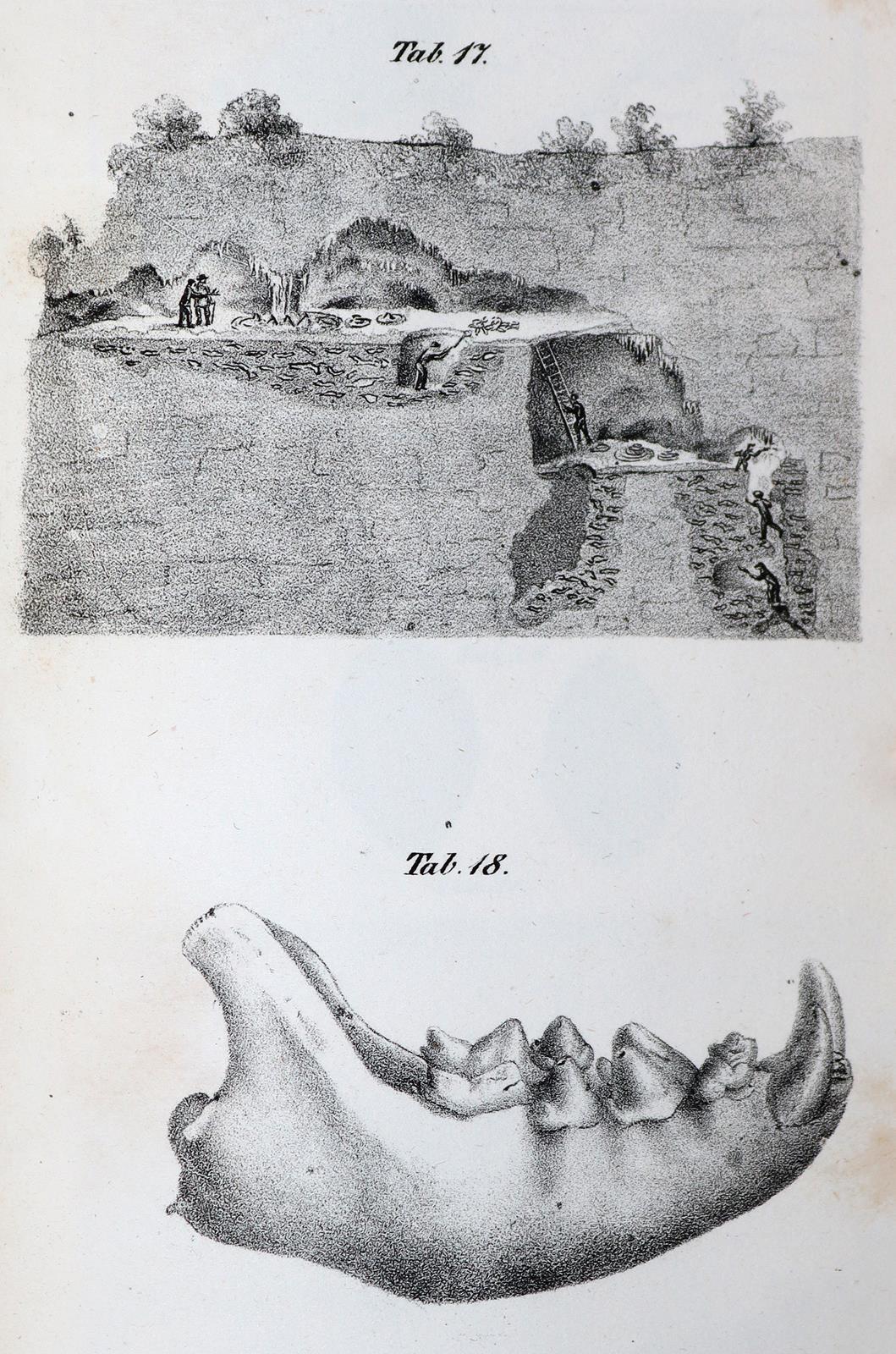 Mantell,G. | Bild Nr.4