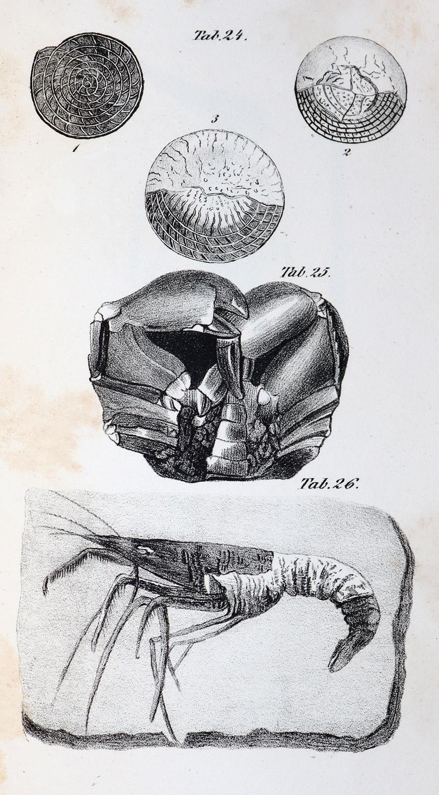 Mantell,G. | Bild Nr.5