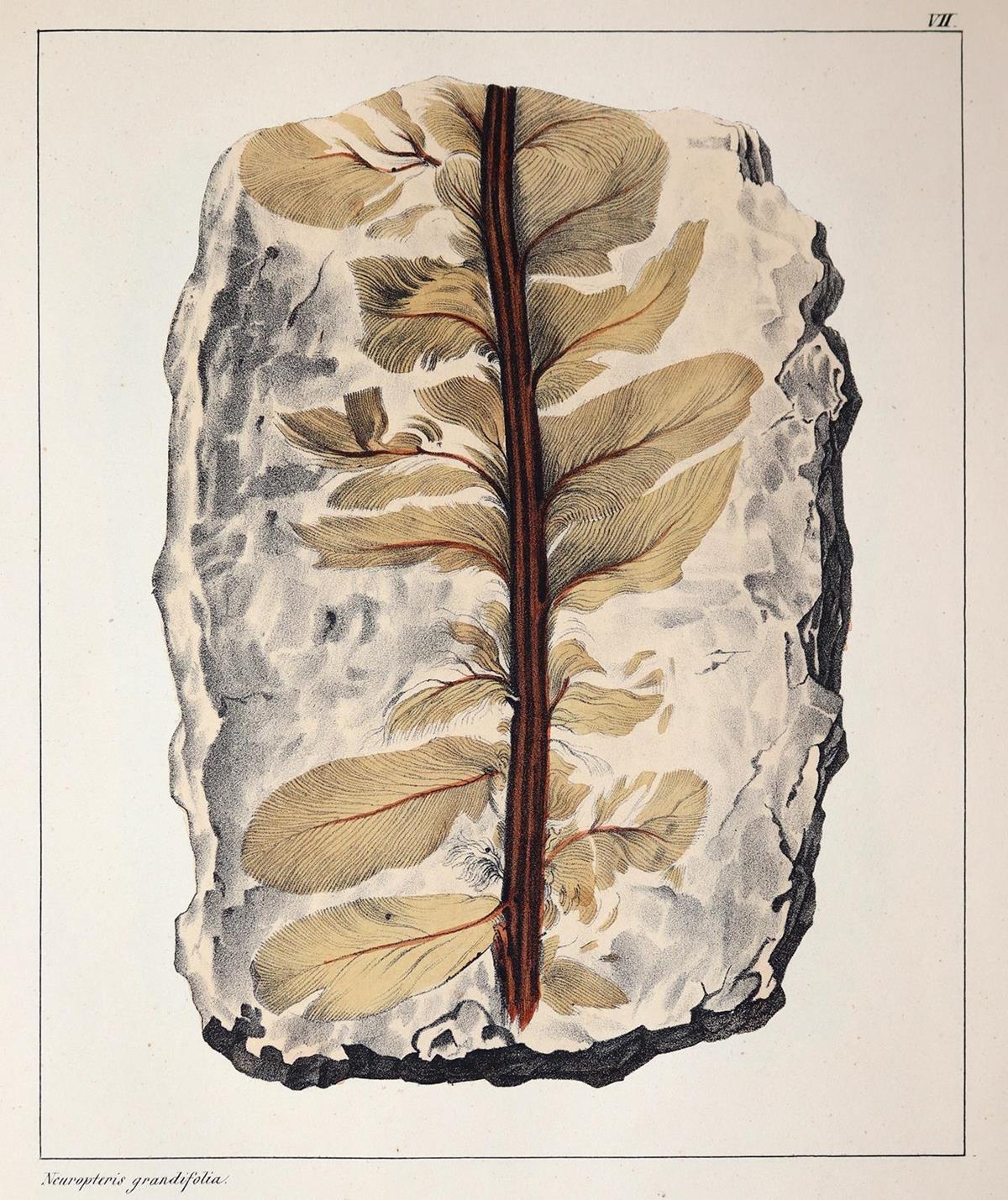 Schmidt,F.A. | Bild Nr.3