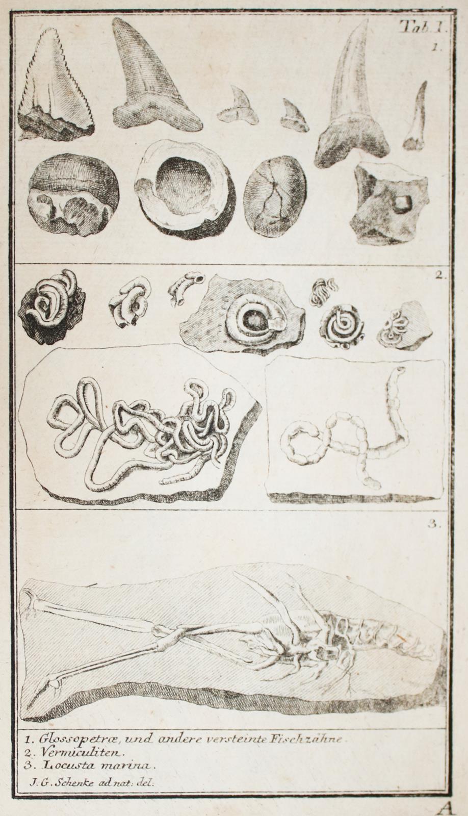 Walch,J.E.I. | Bild Nr.3