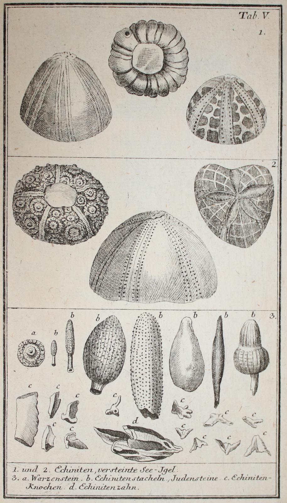 Walch,J.E.I. | Bild Nr.5