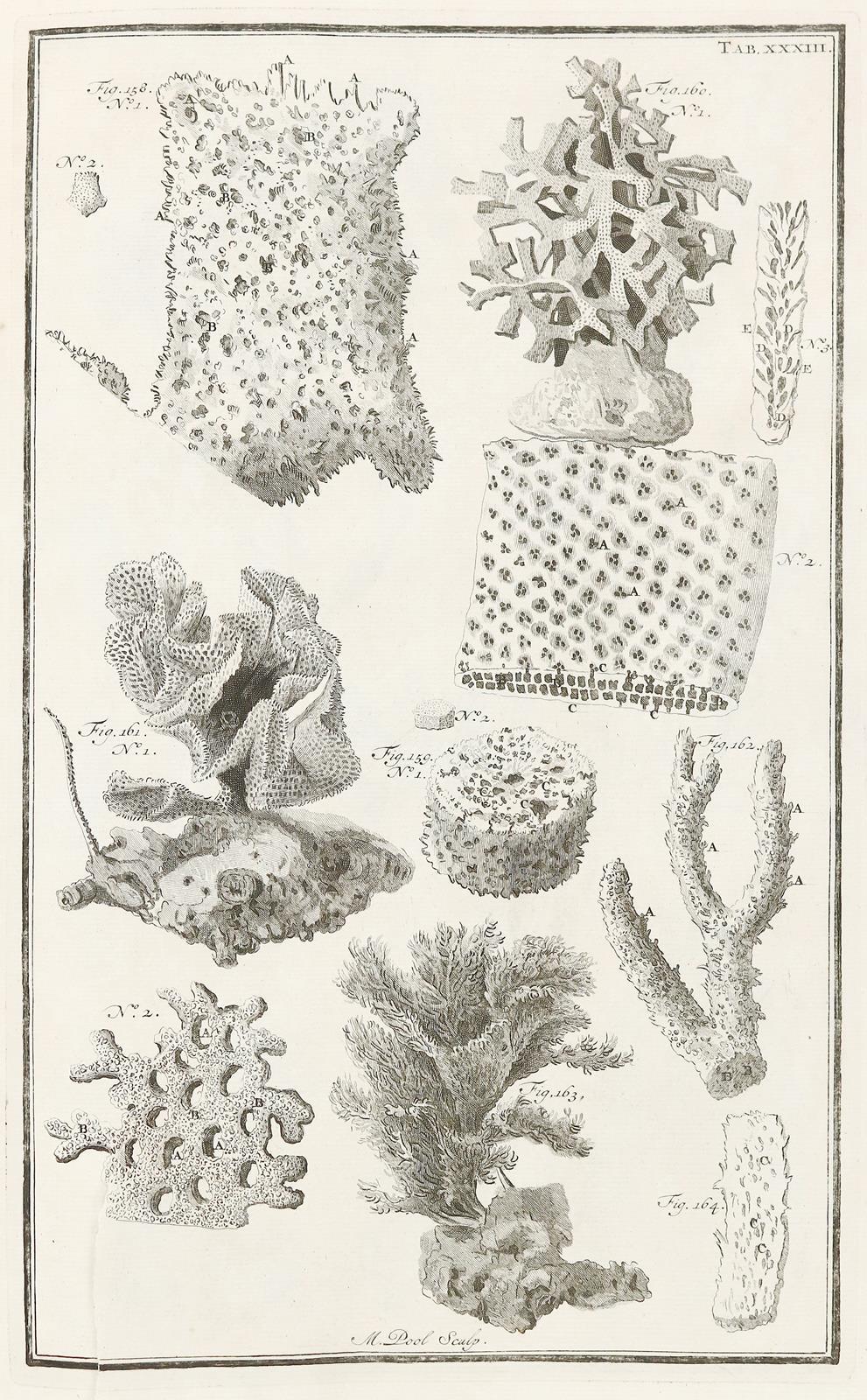 Marsigli,L.F. | Bild Nr.6