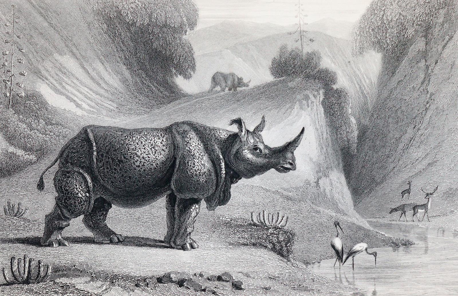 Oriental Annual, The, | Bild Nr.3