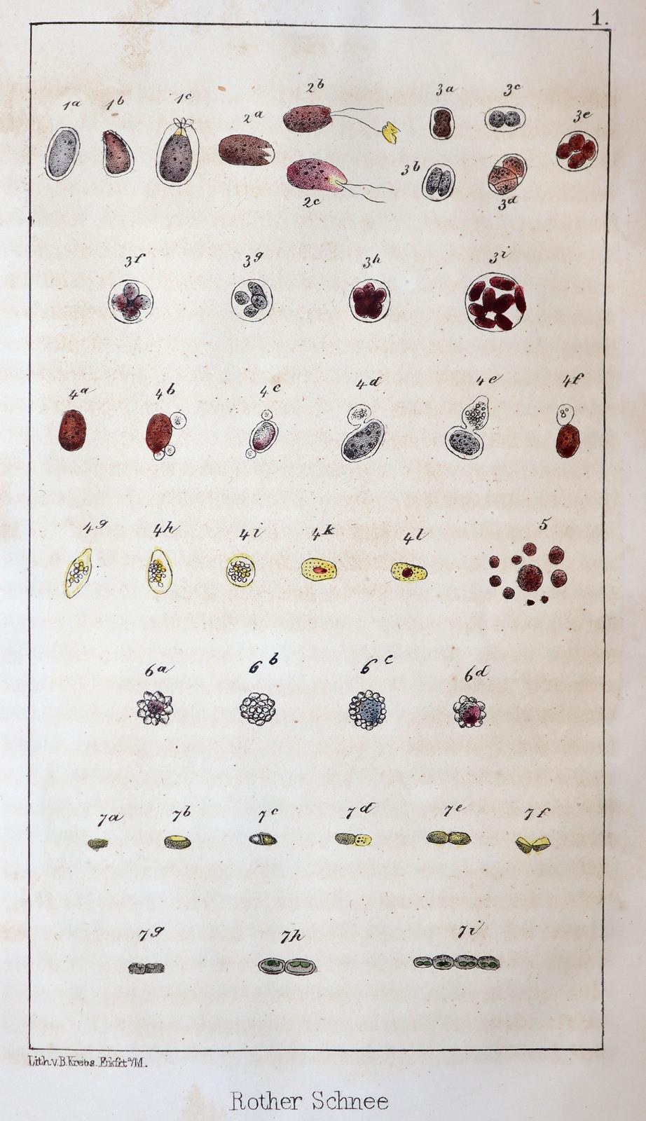 Desor,E. | Bild Nr.4