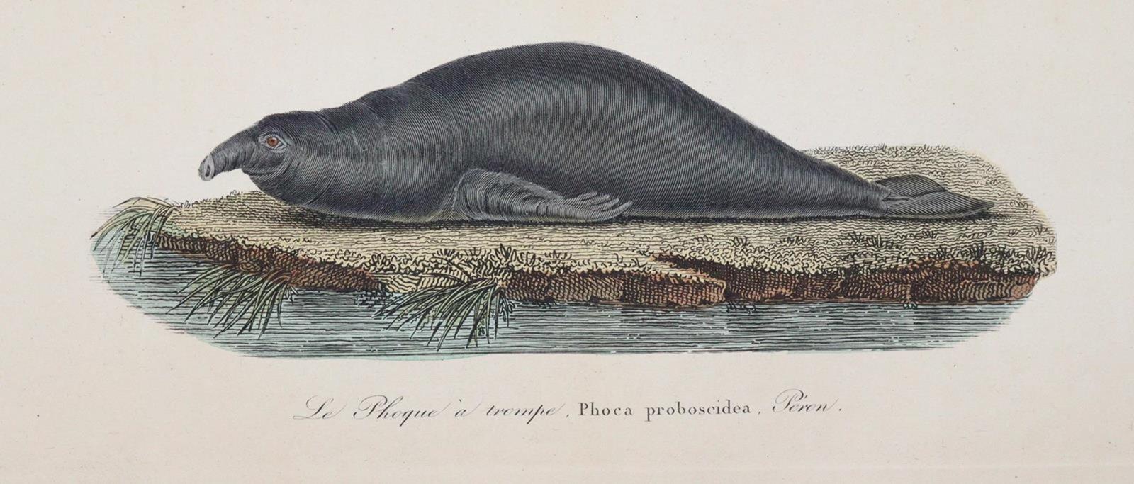 Lesson,R.P. | Bild Nr.2