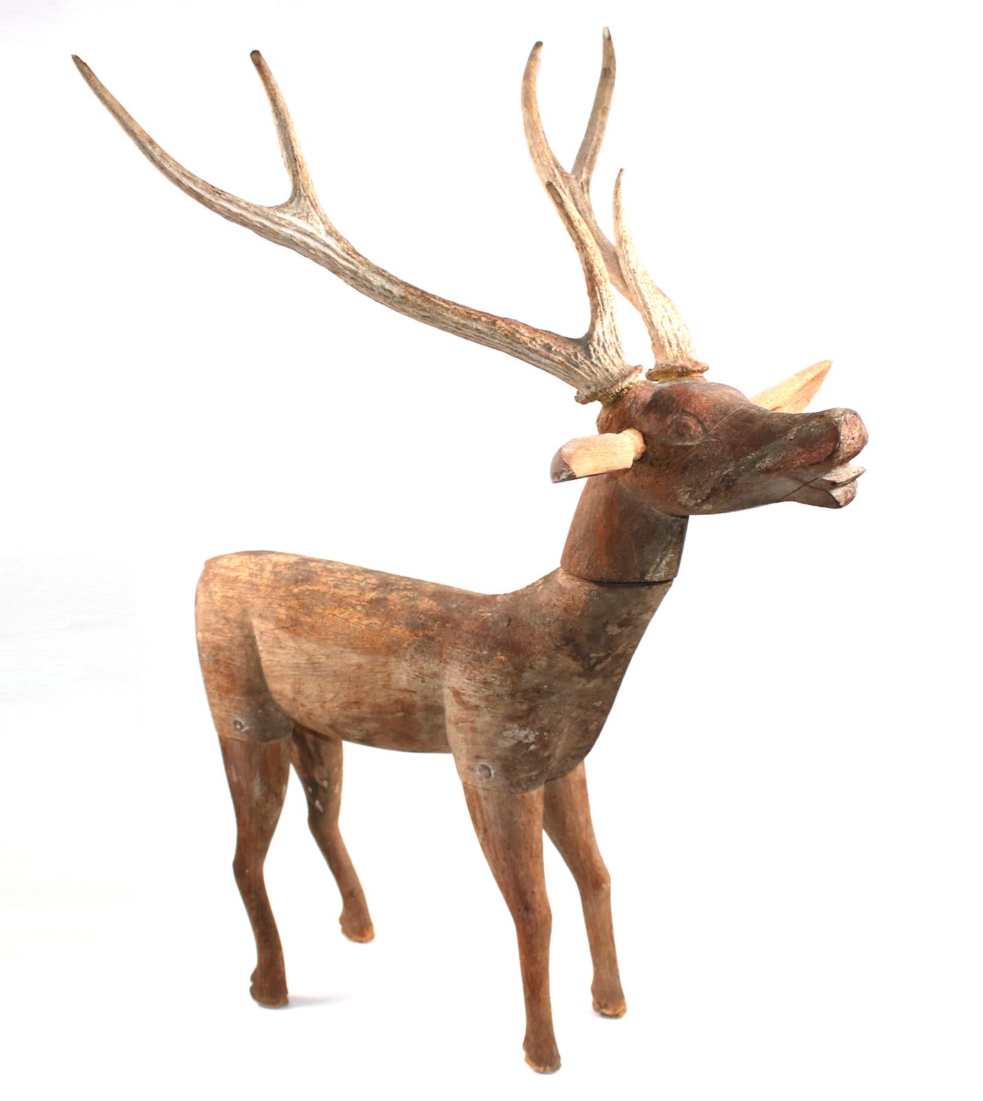 Hirsch muntjak stehend. | Bild Nr.2