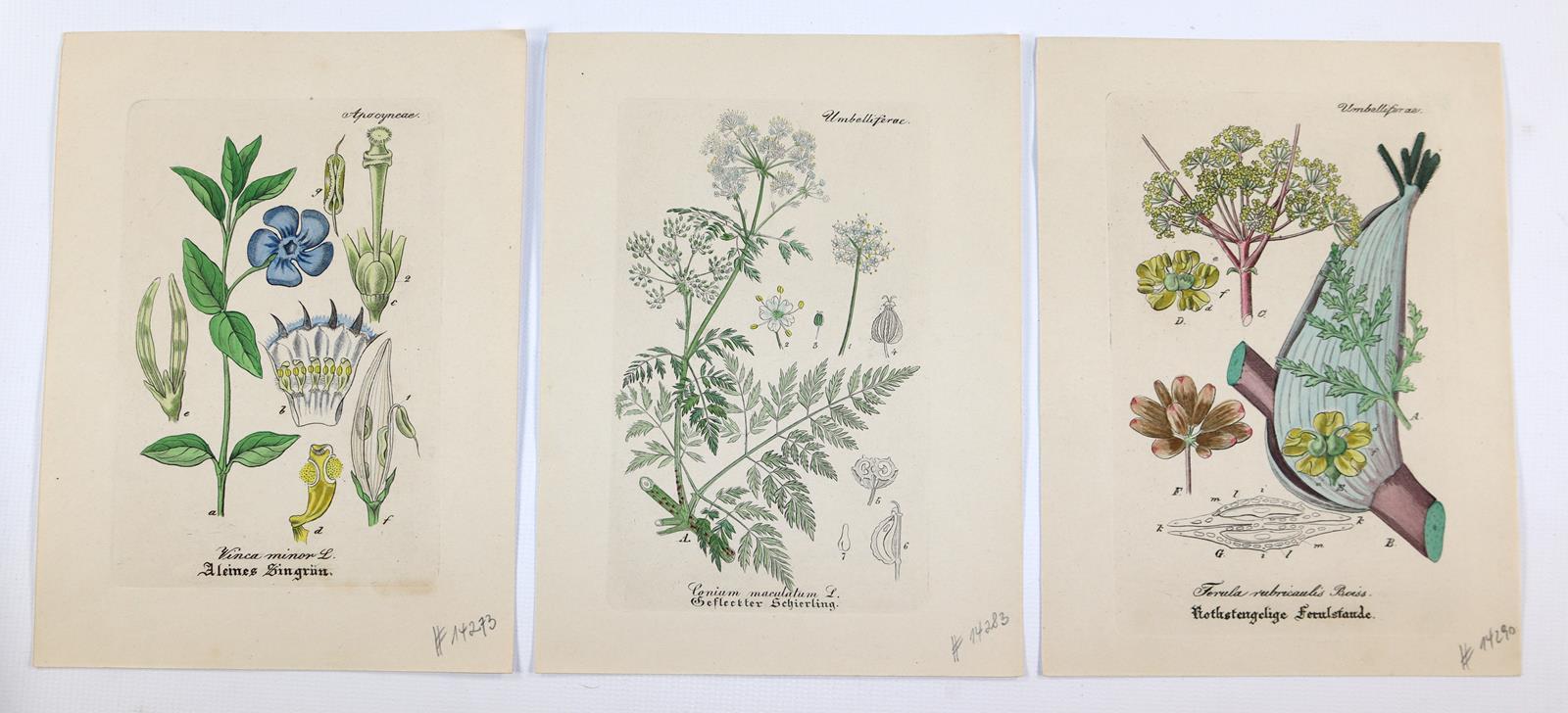 Artus, Wilibald. | Bild Nr.2