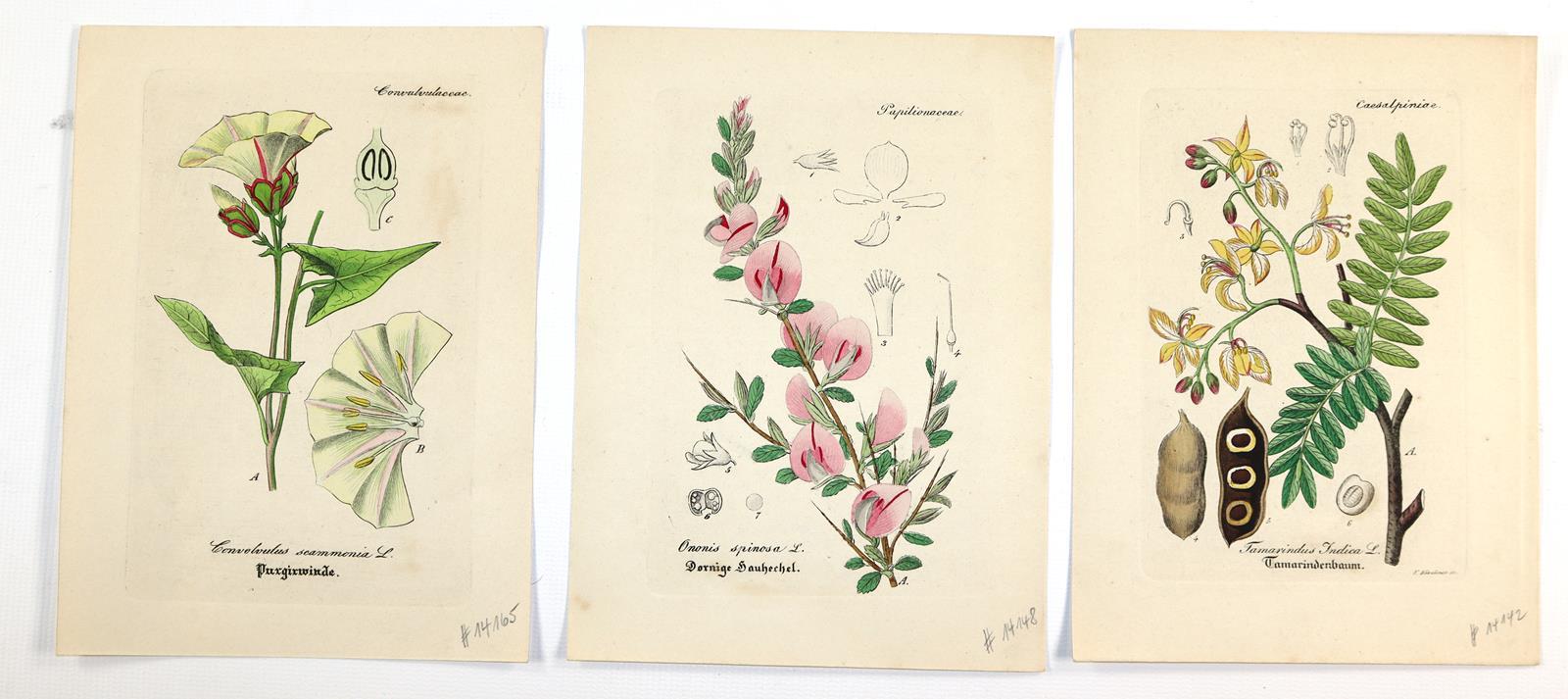 Artus, Wilibald. | Bild Nr.3