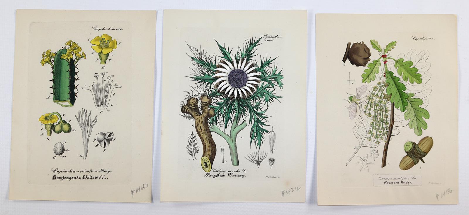 Artus, Wilibald. | Bild Nr.4