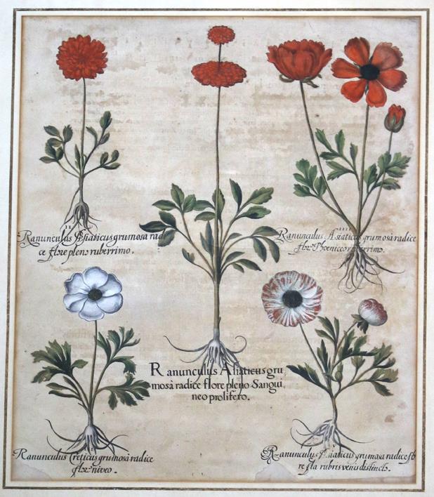 Besler, Basilius | Bild Nr.1