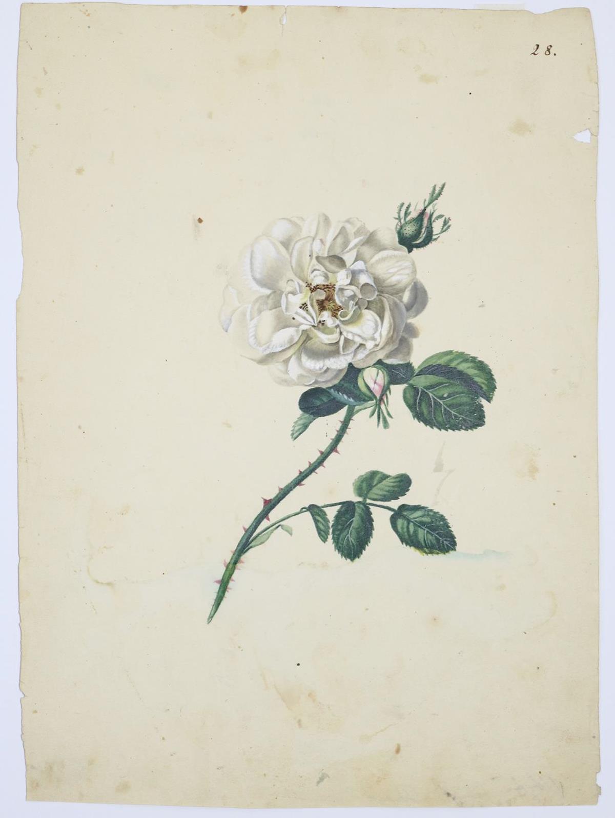 Blaschek,Franz. | Bild Nr.3