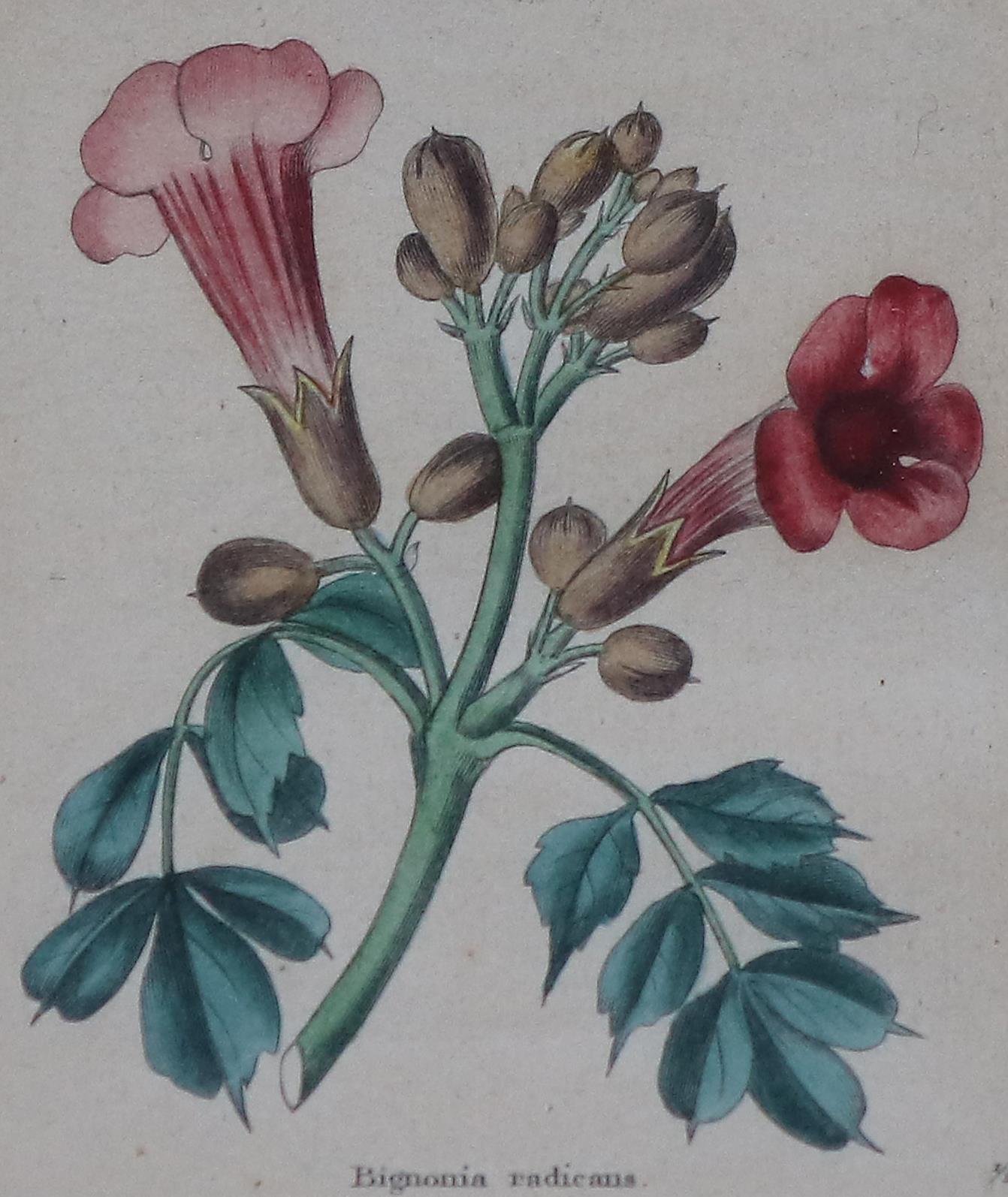 Blumen. | Bild Nr.2