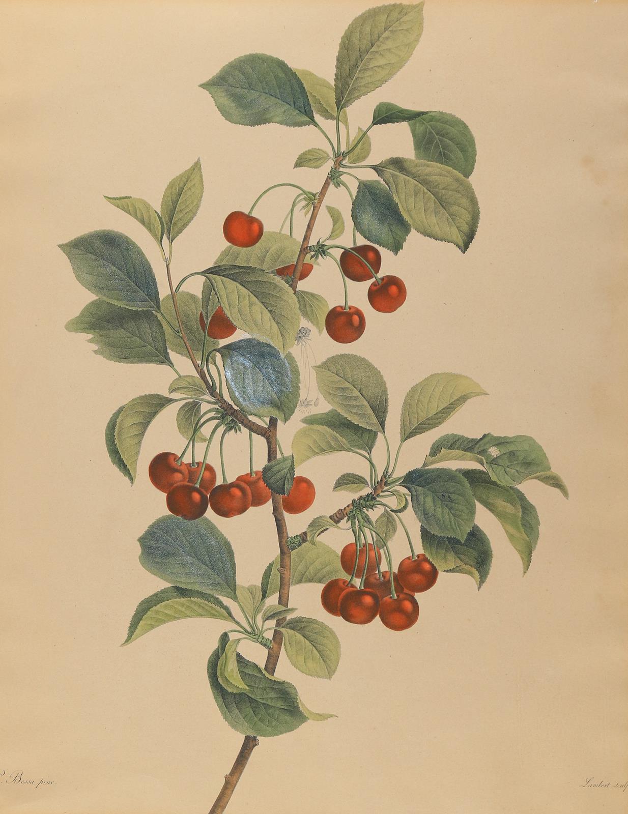 Früchte. | Bild Nr.1