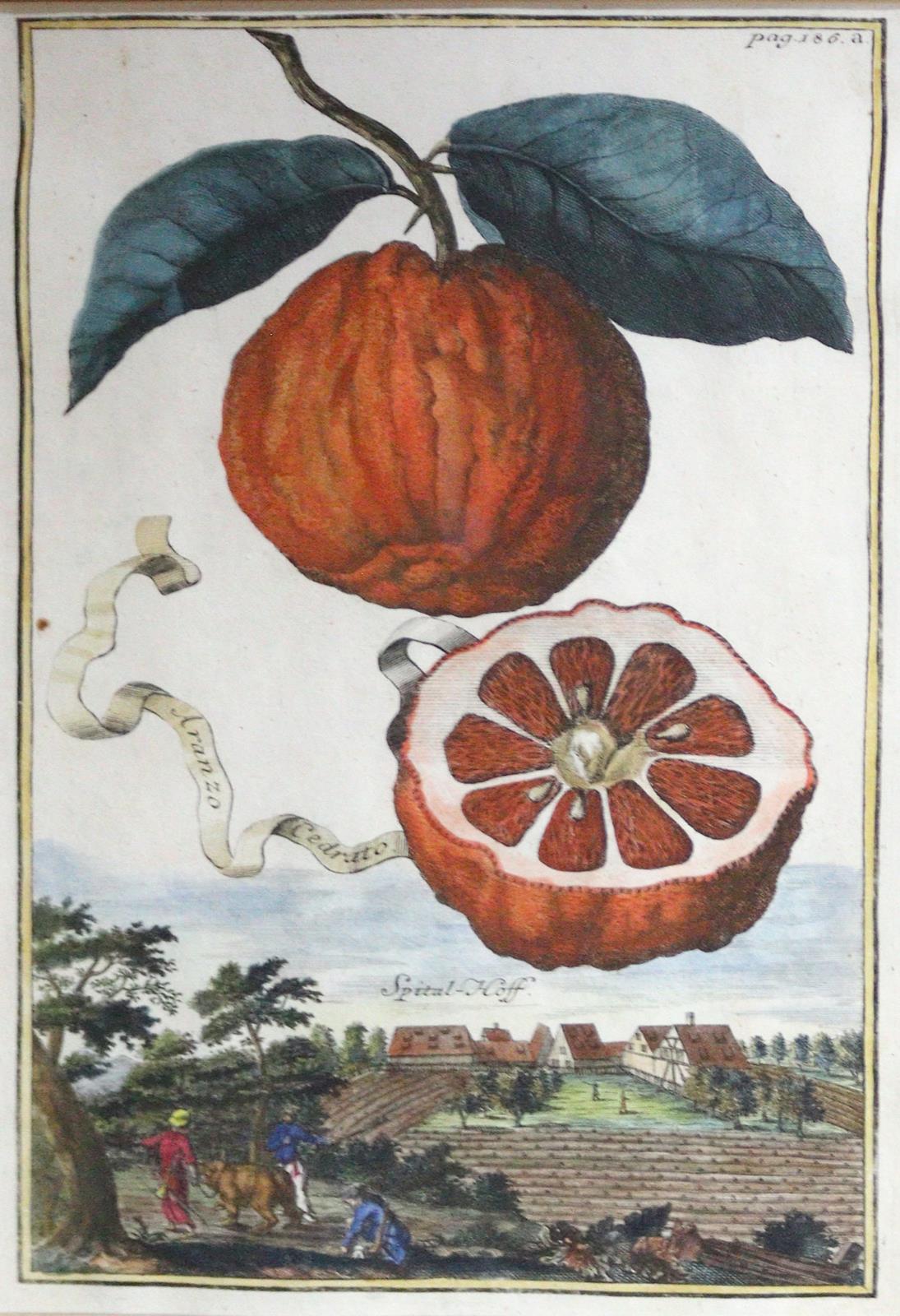 Nürnberger Hesperiden. | Bild Nr.1