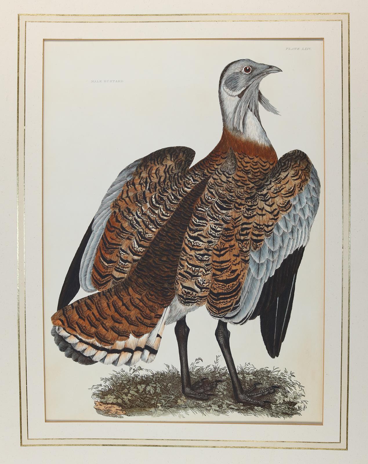 Selby,P.J. | Bild Nr.1