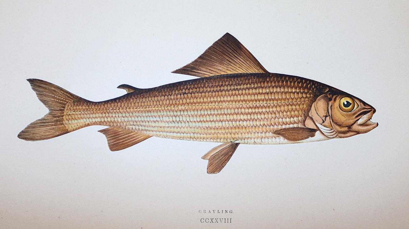 Konvolut | Bild Nr.3