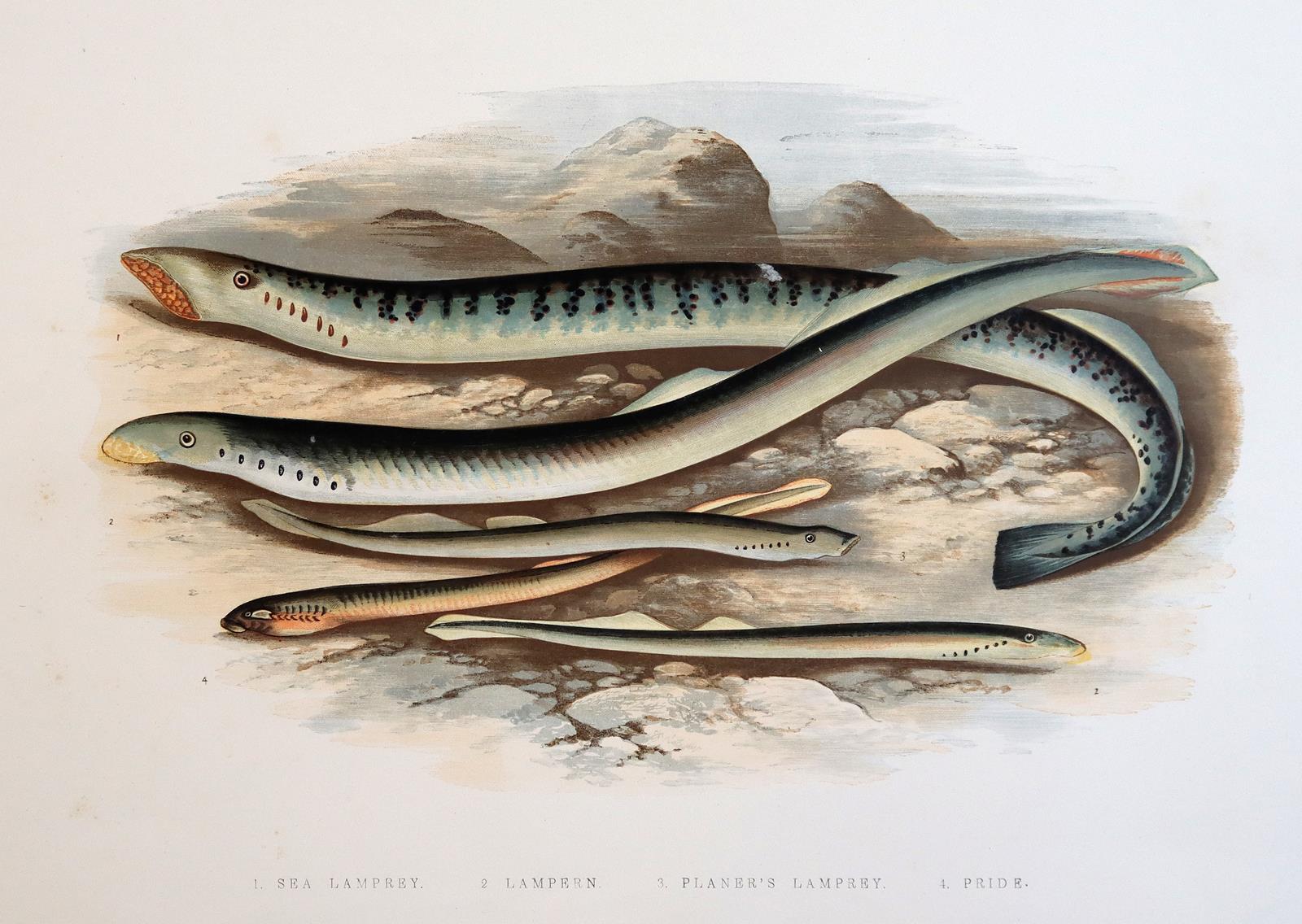 Konvolut | Bild Nr.6