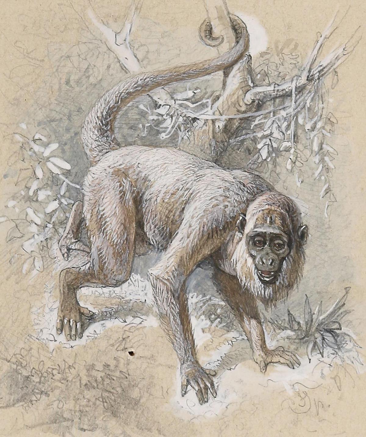 Specht, Friedrich | Bild Nr.1