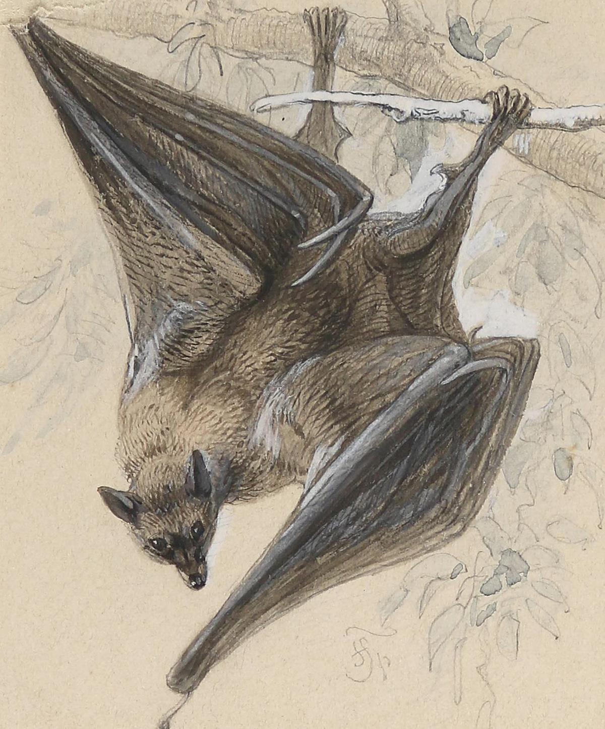 Specht, Friedrich | Bild Nr.2