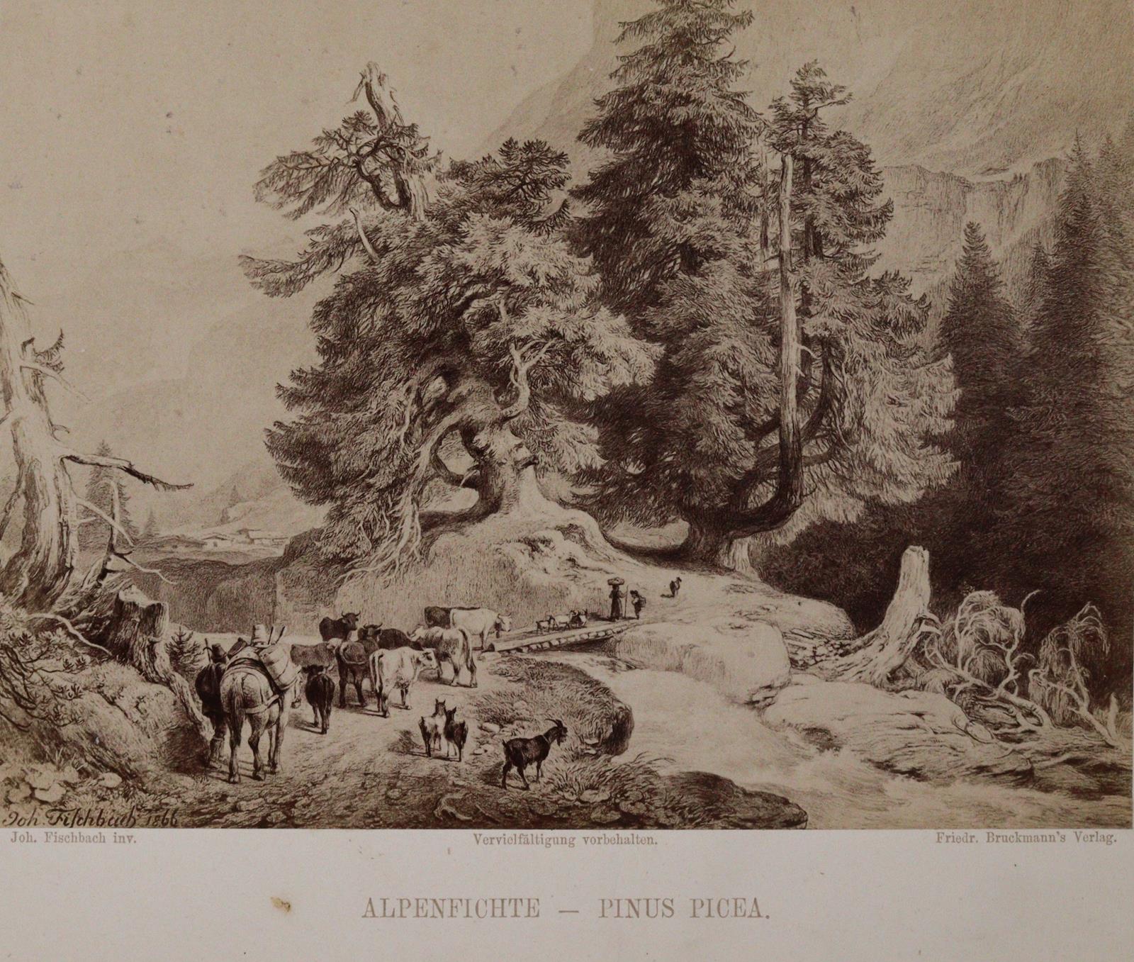 Fischbach,J. u. H.Masius. | Bild Nr.5