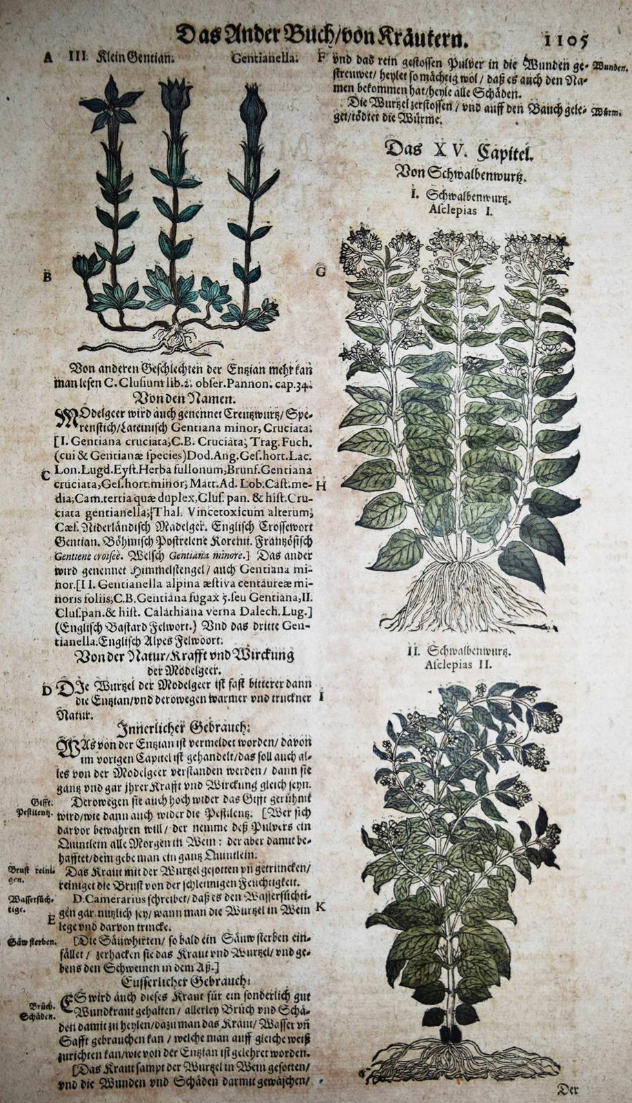 Tabernaemontanus,J.T. | Bild Nr.3
