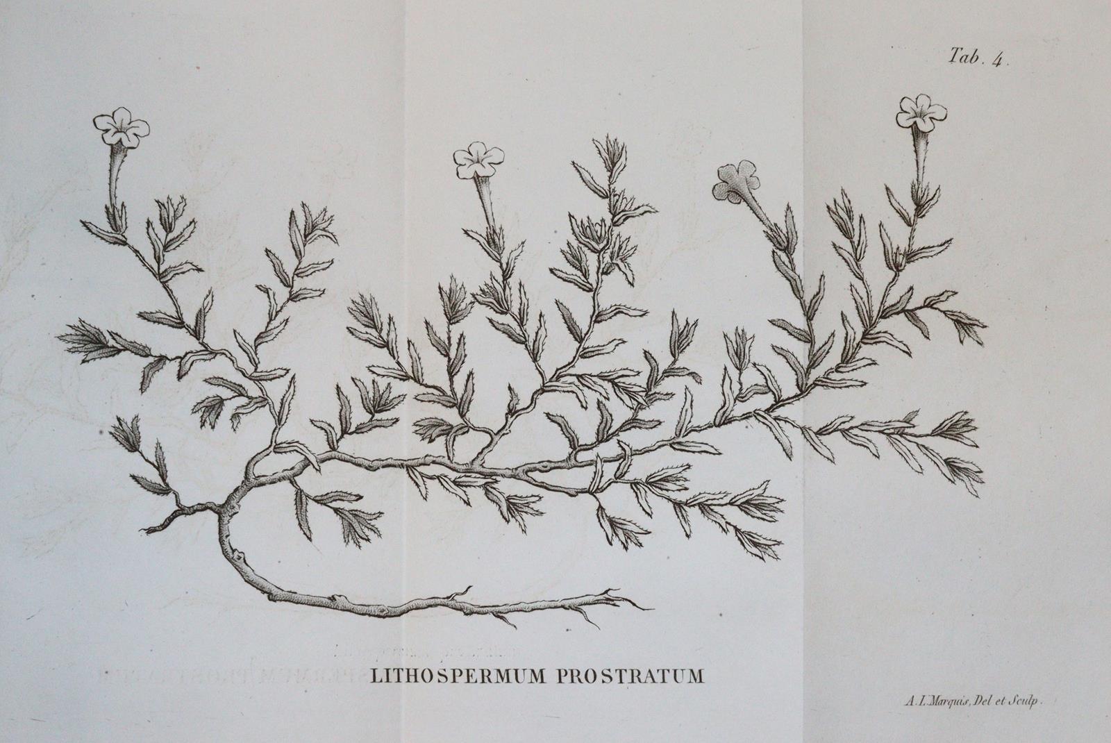 Loiseleur Deslongchamps,J.L.A. | Bild Nr.5