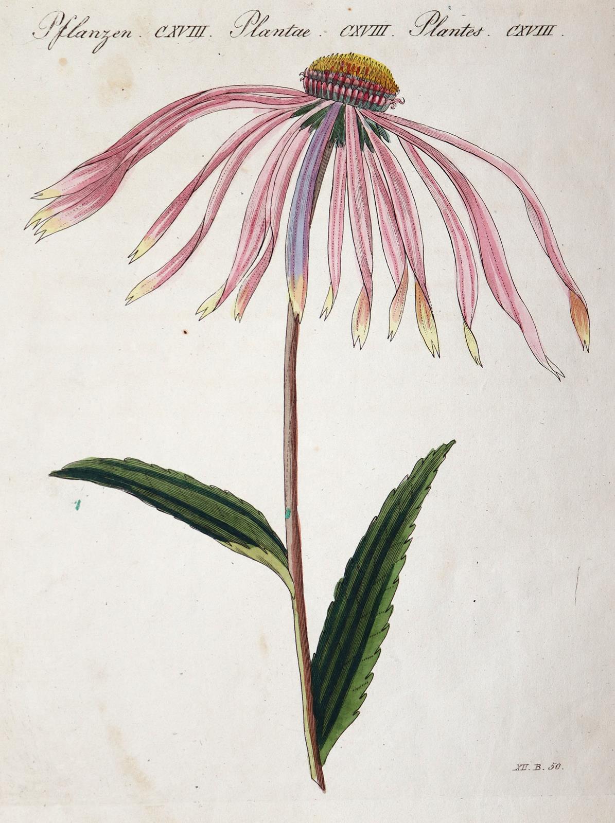 Bertuch, Johann Friedrich Justin | Bild Nr.5