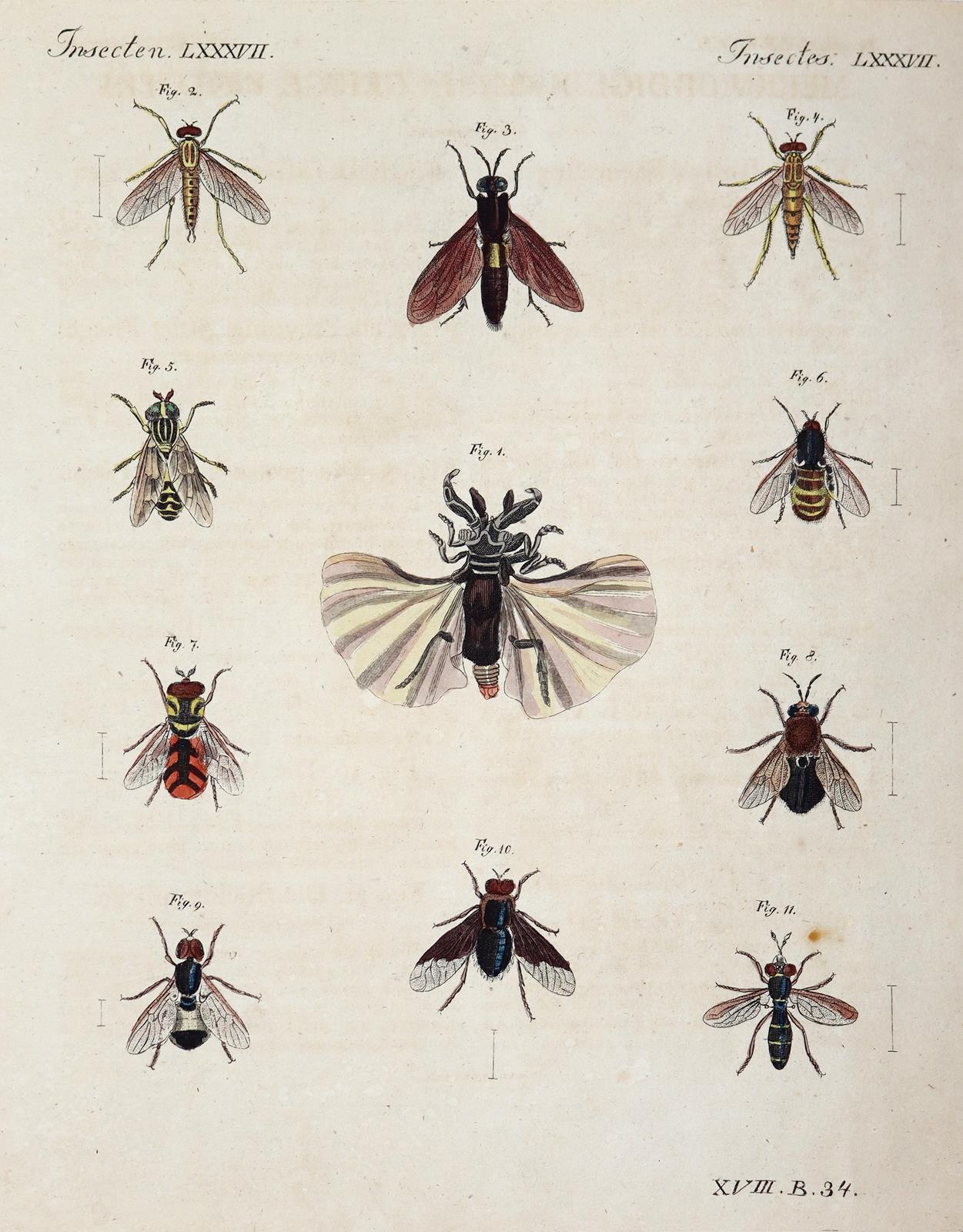 Bertuch, Johann Friedrich Justin | Bild Nr.9