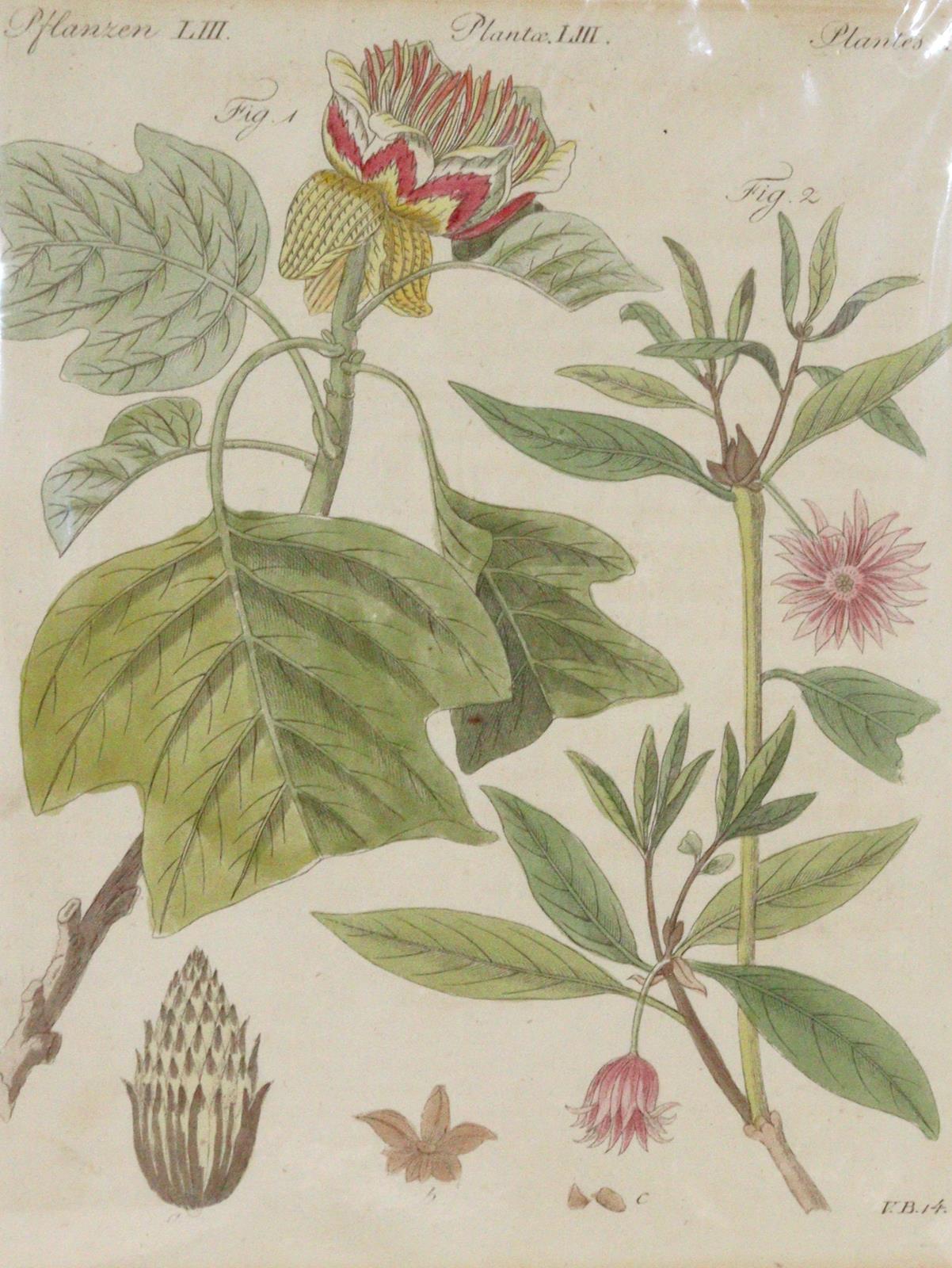 Bertuch, Johann F. J. | Bild Nr.1