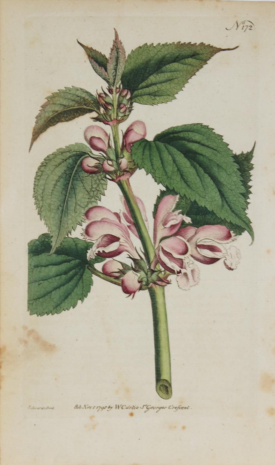 Blumen. | Bild Nr.2